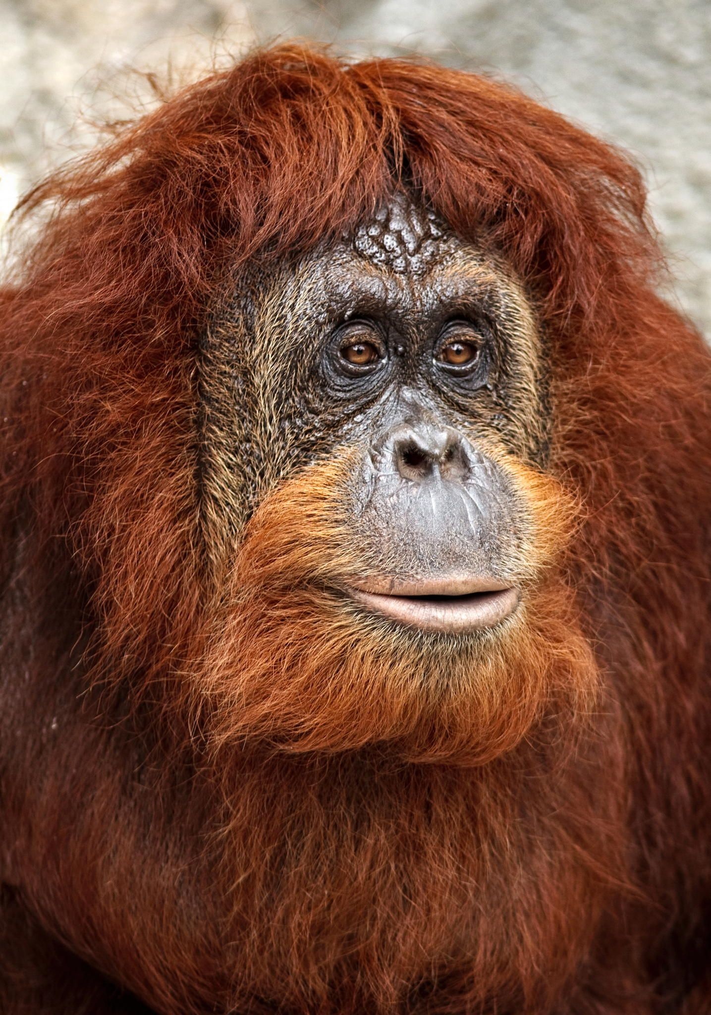 Orangutan by Roberto Adrian, Rare animals, Primates, Breathtaking photography, 1440x2050 HD Phone