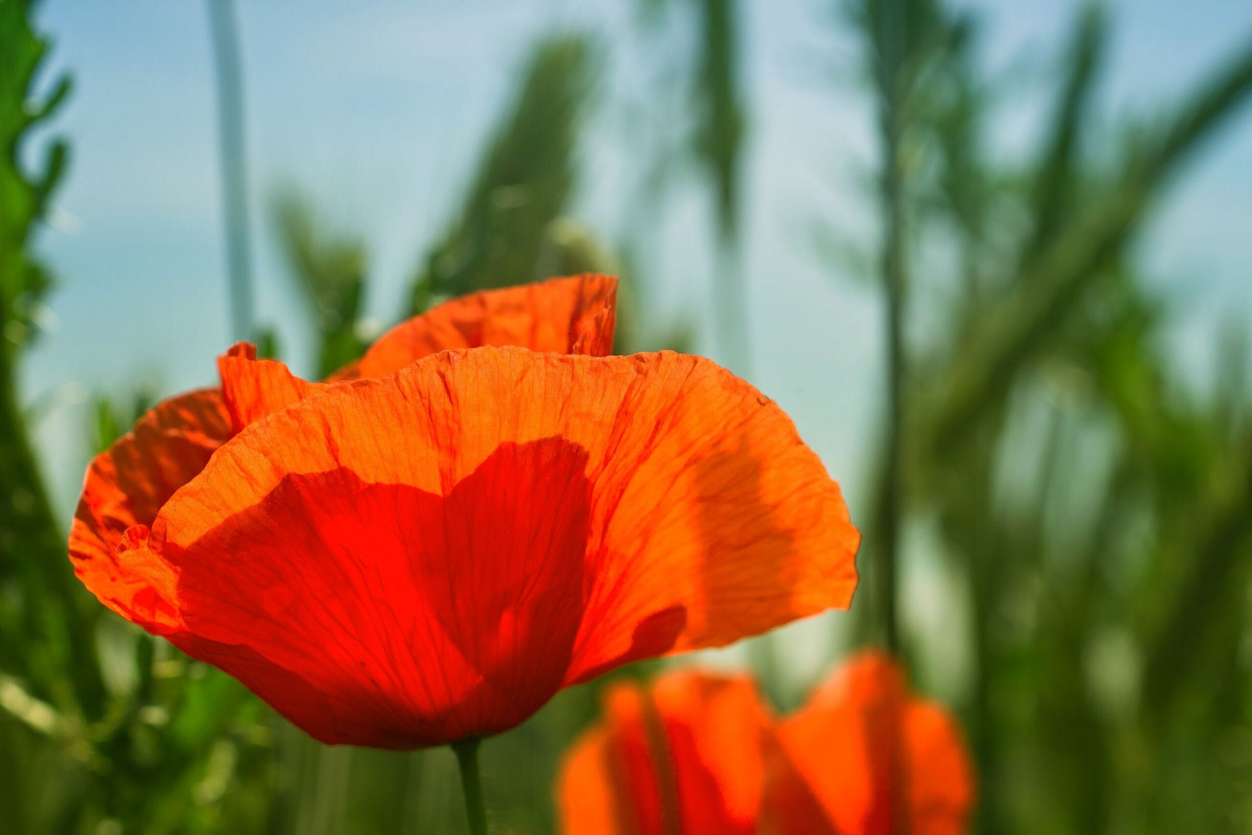 Poppy Flower: Depending on the type, poppies can be annuals, perennials, or biennials. 2560x1710 HD Background.