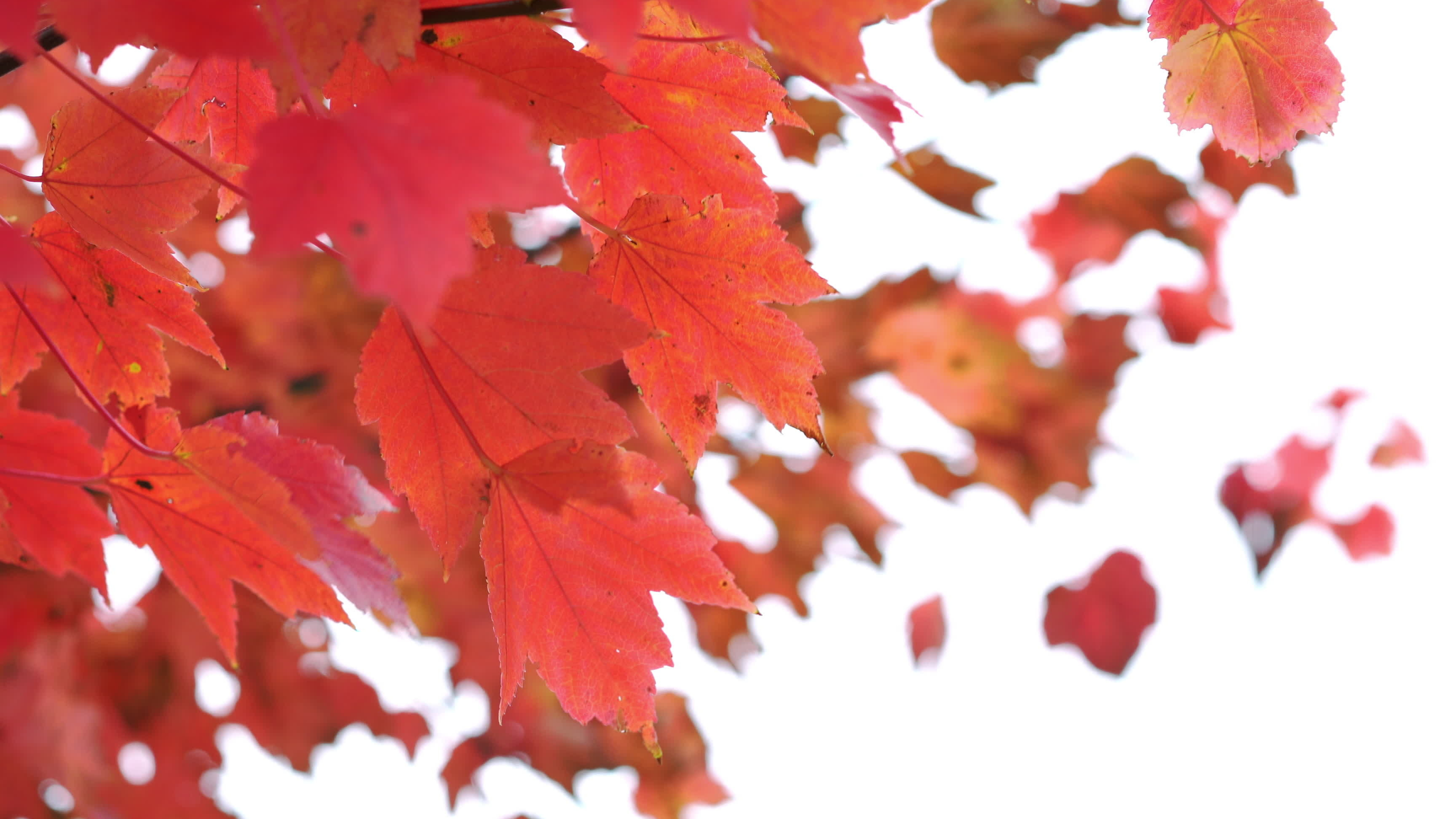 Red autumn leaves, Blowing in the wind, 1294071 stock video, Autumn, 3840x2160 4K Desktop