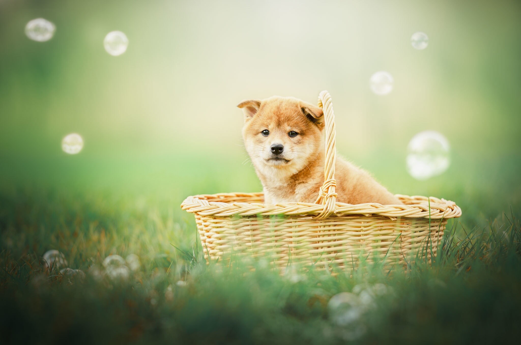 Shiba Inu: The dog has been identified as a basal breed in the 19th century. 2050x1360 HD Wallpaper.