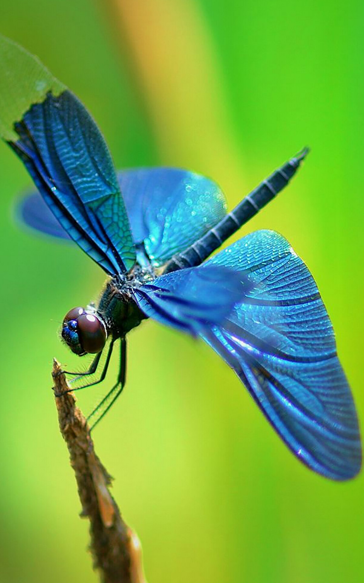 Dragonfly: Adult species have brilliant iridescent or metallic colors produced by structural coloration. 1200x1920 HD Wallpaper.