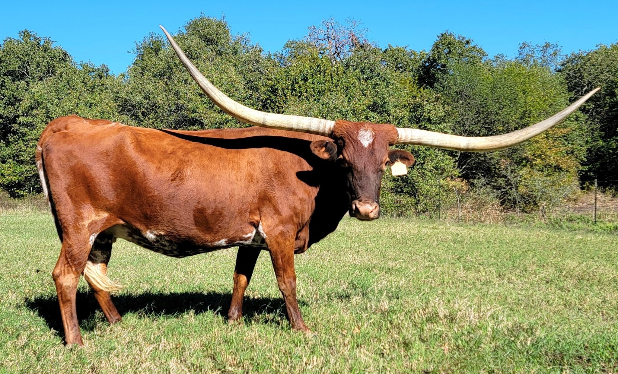 Fairlea longhorns ranch, California and Texas, Raising texas longhorns, Heritage breed, 2050x1240 HD Desktop