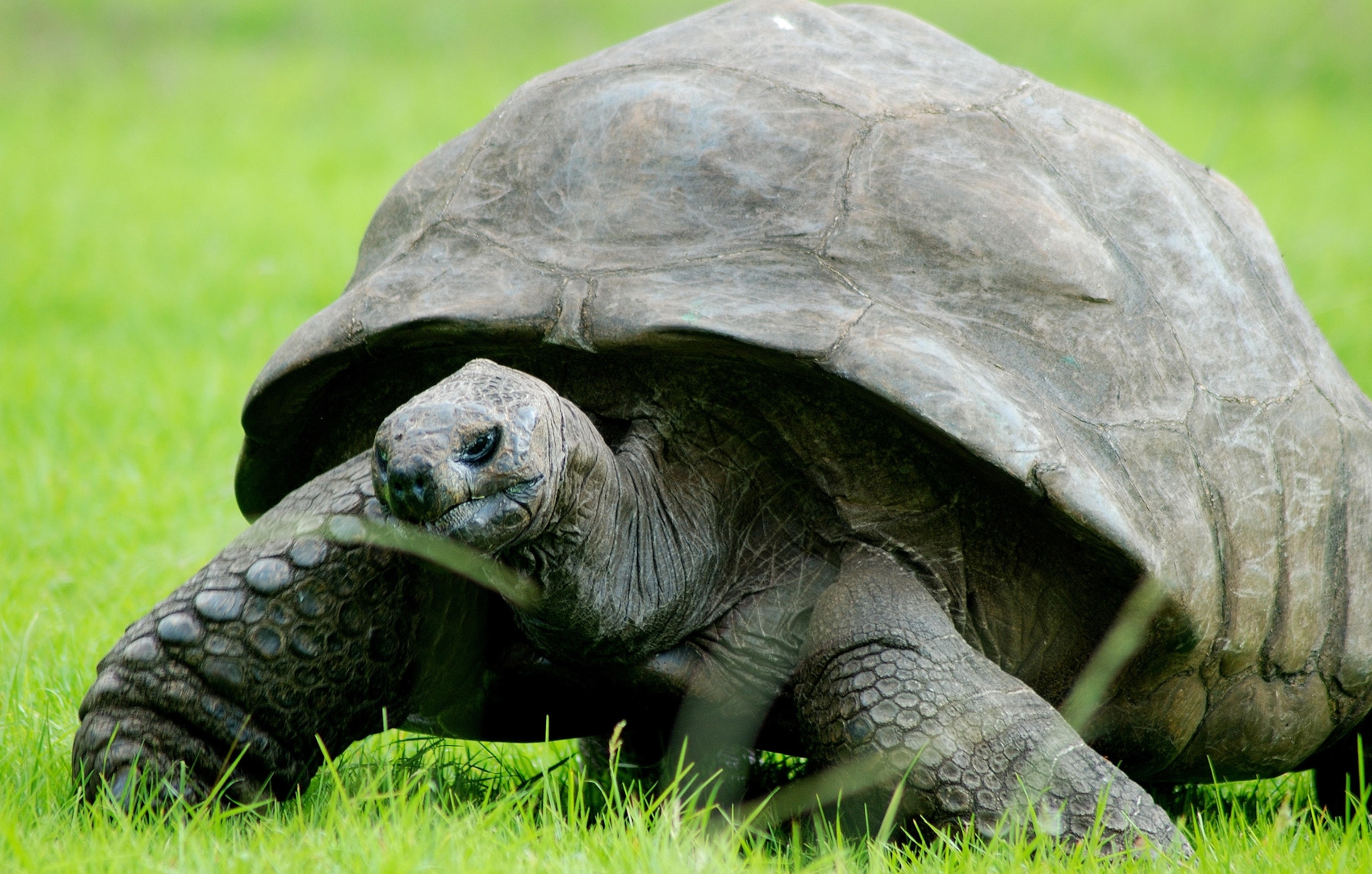 Aldabra Giant Tortoise, Healthy diet, Longevity, Reptilian well-being, 3080x1960 HD Desktop