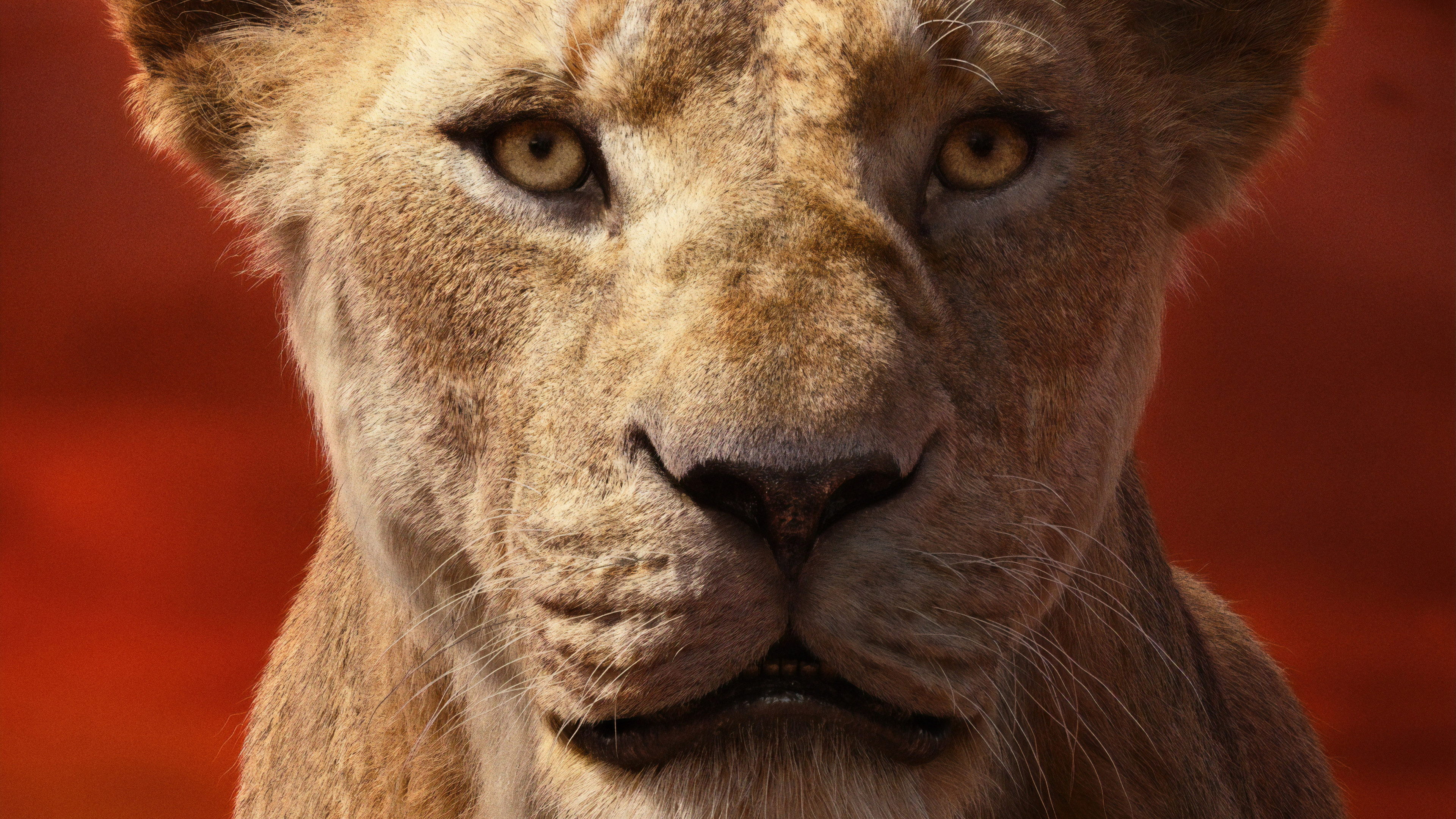 The Lion King 2019 movie, Sarabi character, Striking 4K wallpaper, Majestic lioness, 3840x2160 4K Desktop