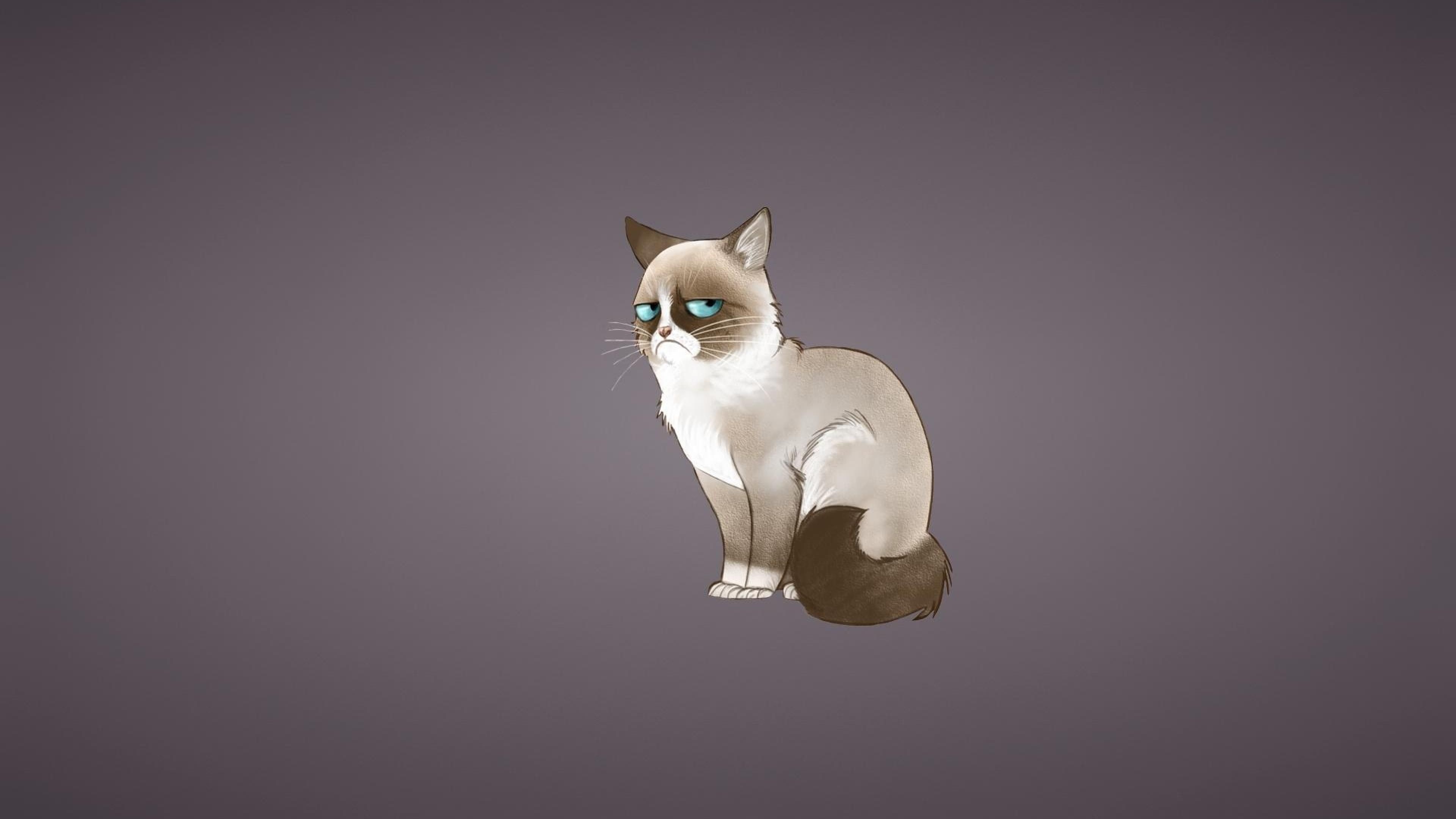 Grumpy Cat, Top grumpy wallpapers, Grumpy Cat backgrounds, Memorable faces, 3840x2160 4K Desktop