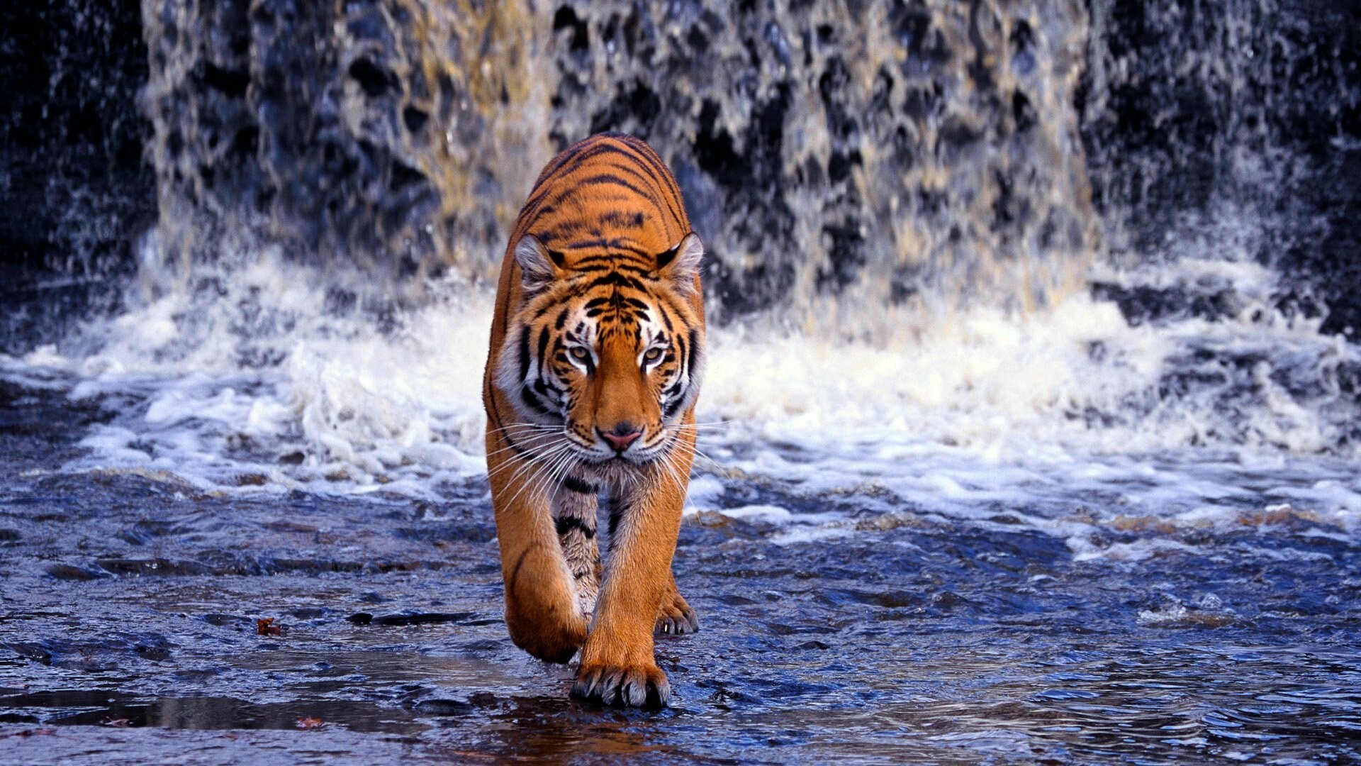 Tiger: One of the world’s most recognizable animals, intimately connected with strength and untamed nature. 1920x1080 Full HD Background.