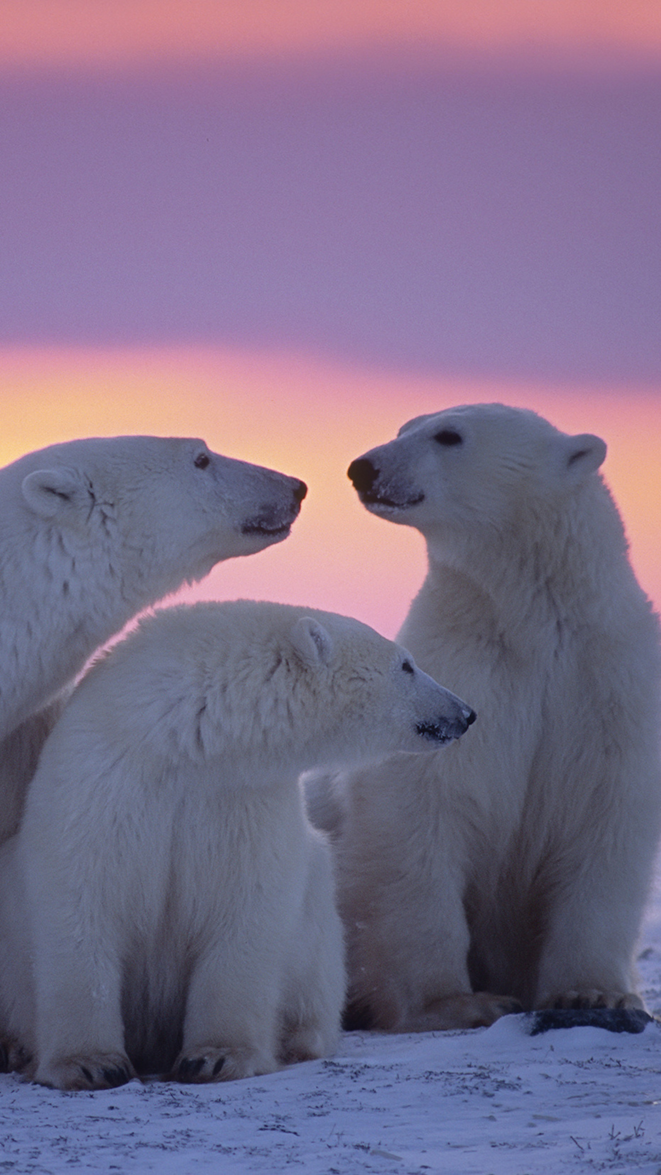Polar bear family, Xperia wallpaper, 4K resolution, Captivating visuals, 2160x3840 4K Phone