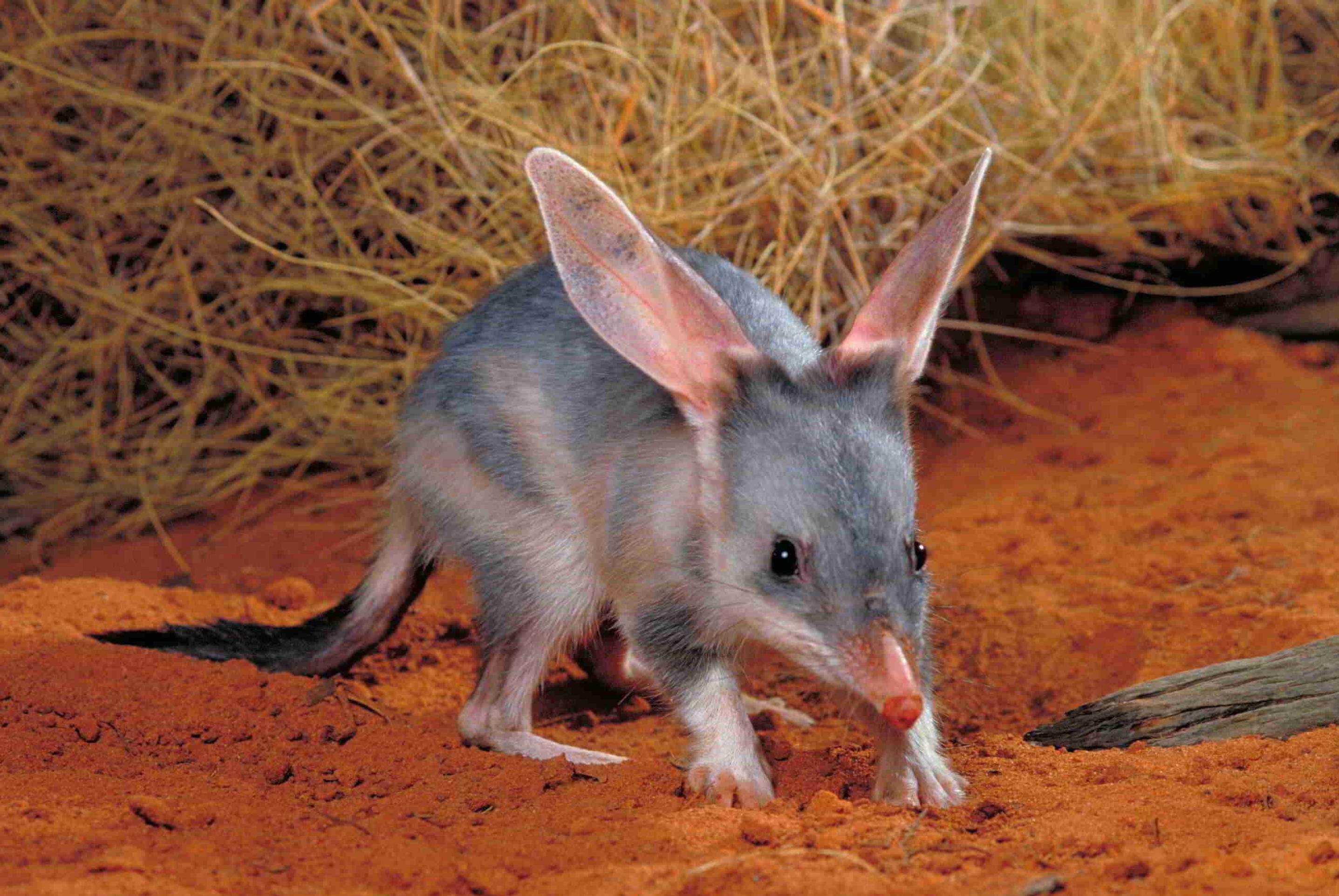 Macrotis (Bilby) (Animals), Australian marsupial, Nocturnal explorer, Desert habitat, 2880x1930 HD Desktop