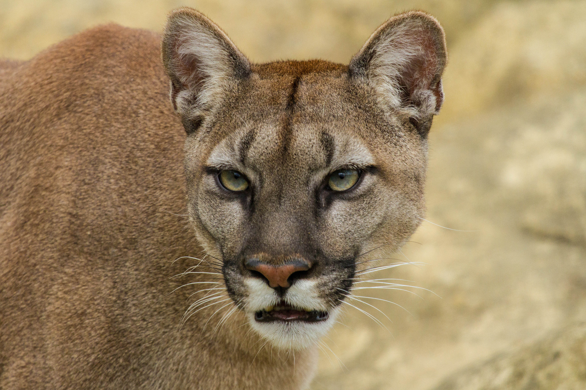 Cougar, Solitary creature, Stealthy approach, Natural camouflage, 2050x1370 HD Desktop