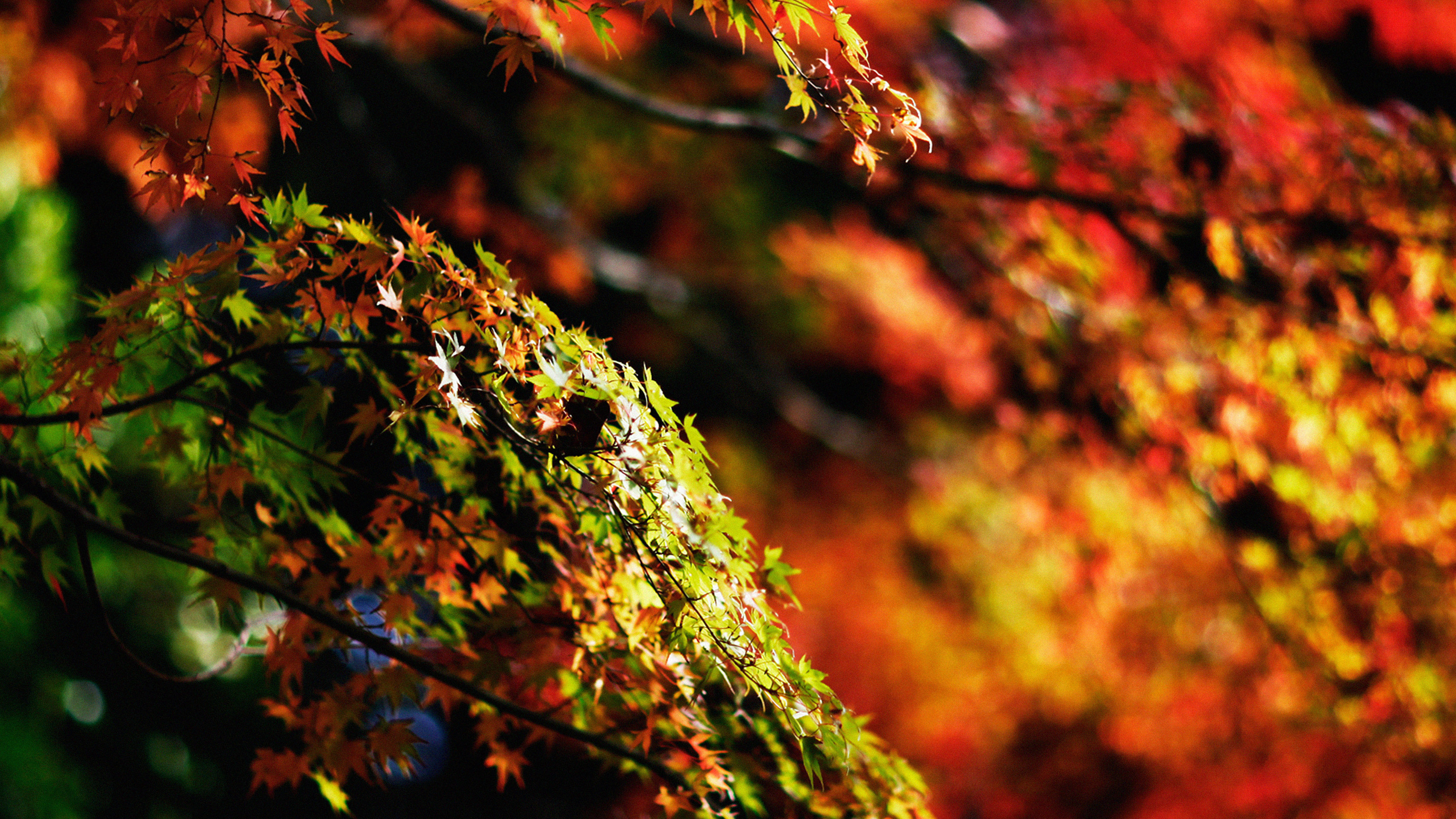 Japanese maple tree, Fall nature, Japanese maple tree, Fall, 3840x2160 4K Desktop