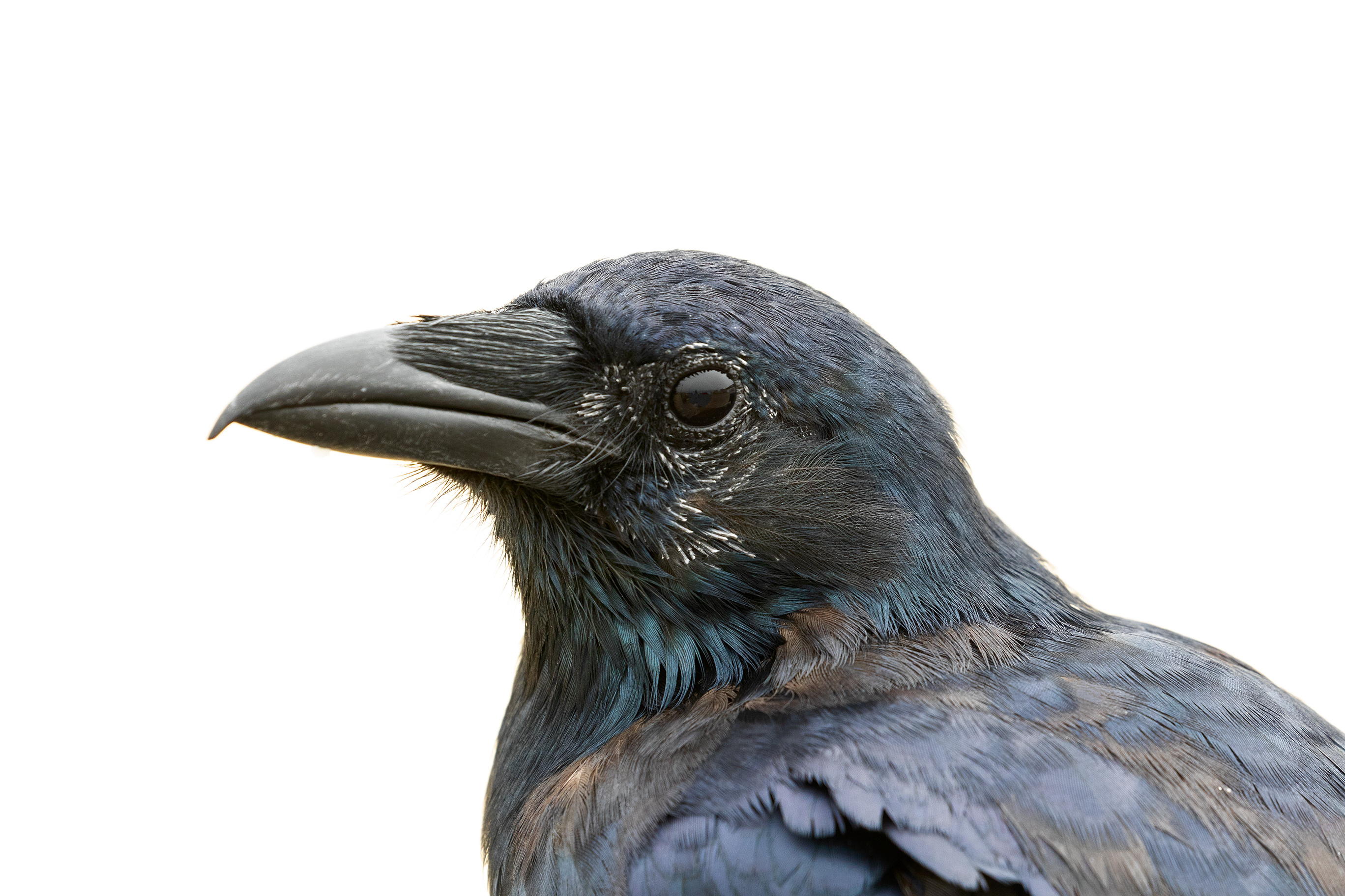 Crow illustrations, Crow photos, Wikimedia commons, 2740x1830 HD Desktop