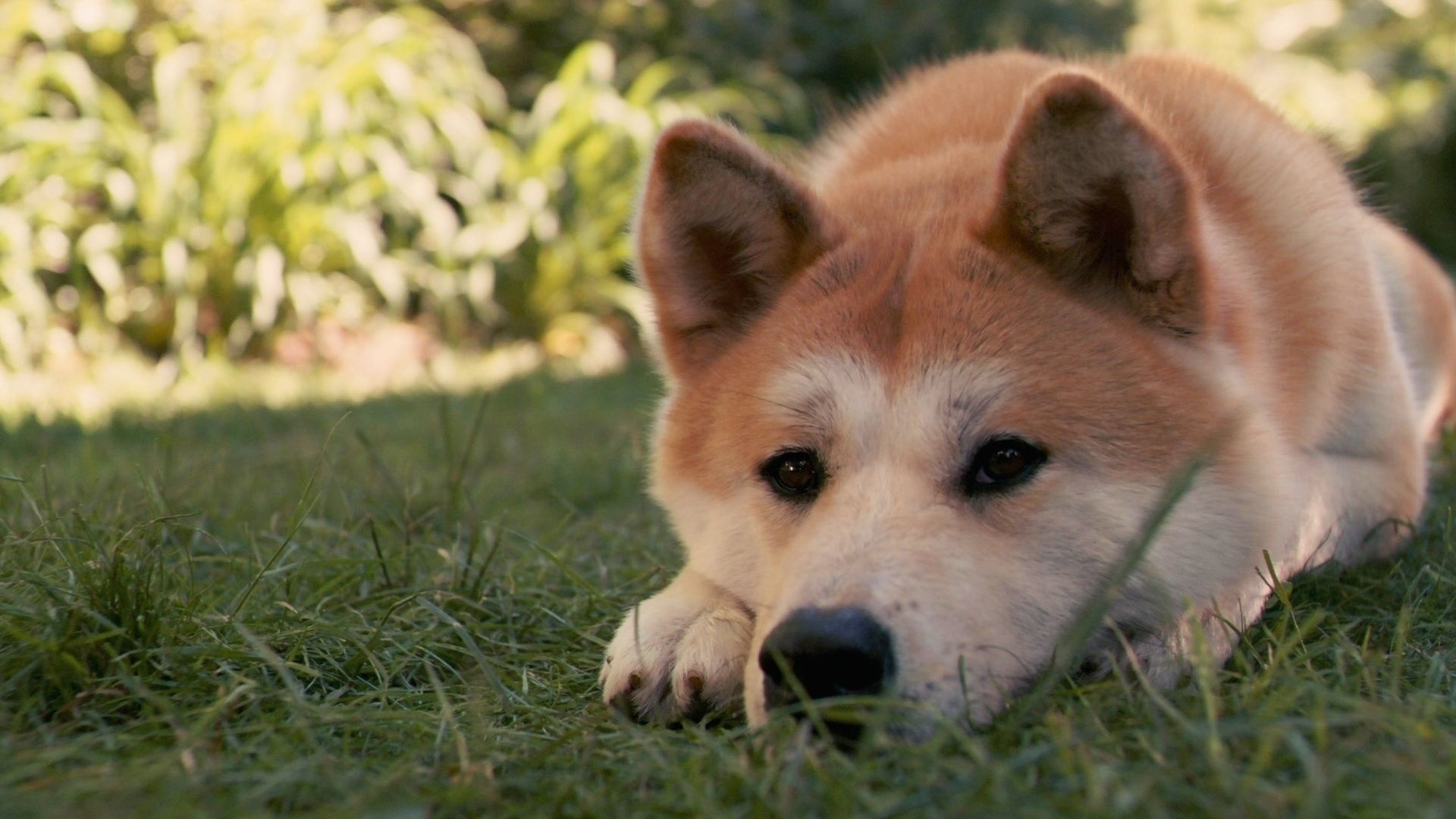 Akita dog breed, Salvabrani mascot, Loyal and protective, Japanese origins, 1920x1080 Full HD Desktop