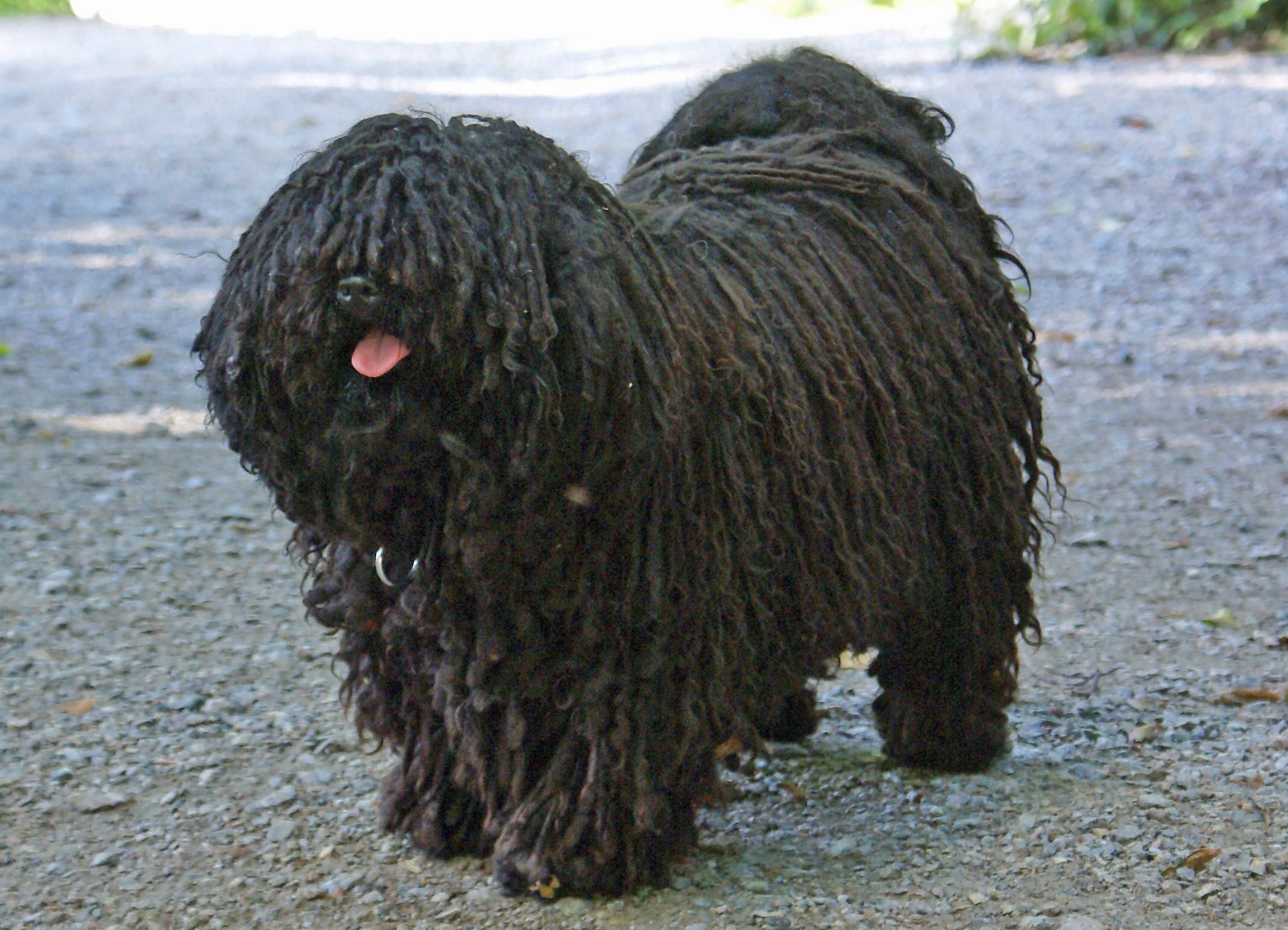 Bergamasco, Favorite dog breed, 4chan archives, 2150x1550 HD Desktop