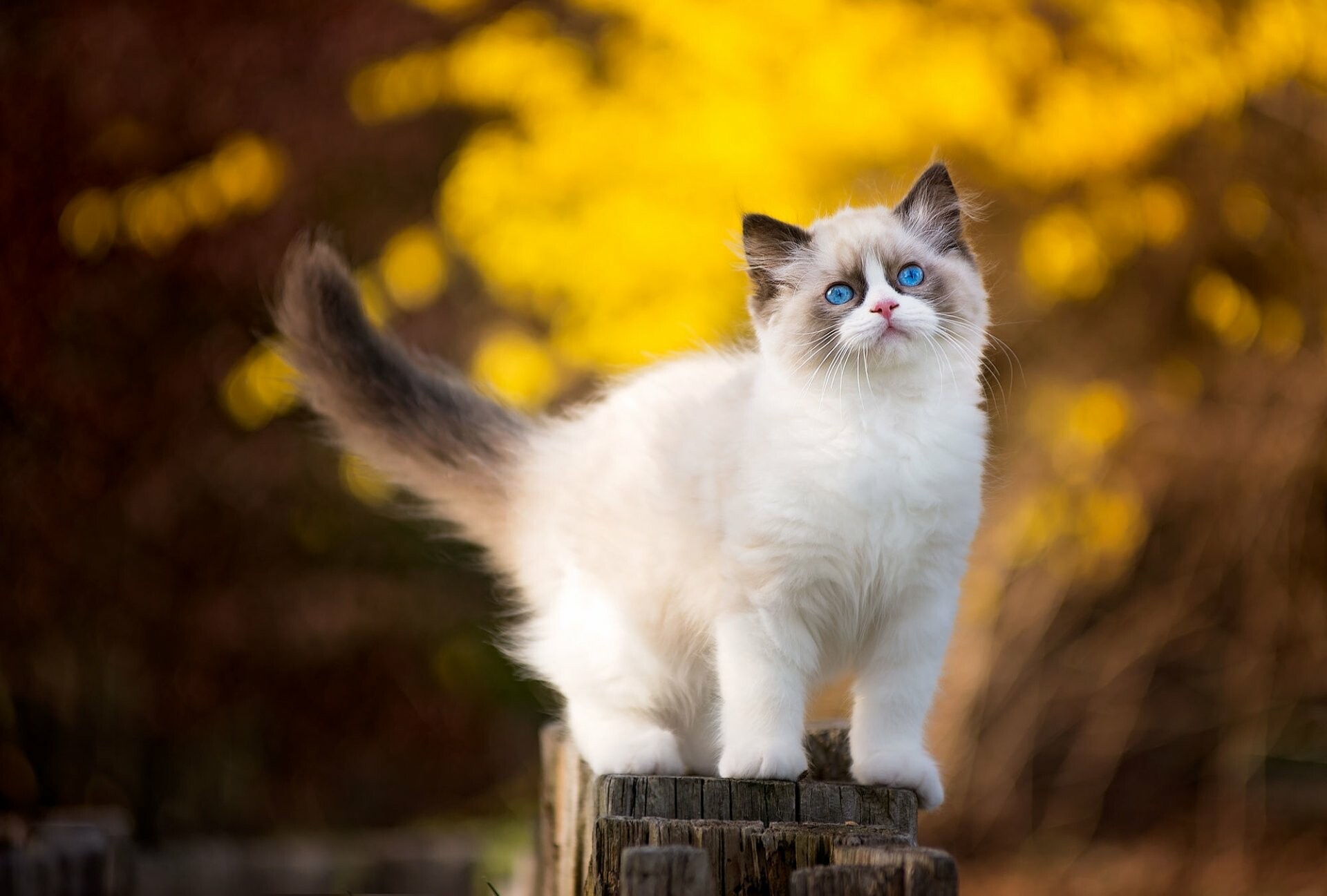 Ragdoll: A large, long-bodied cat, She is heavily boned with a long tail and a plush coat. 1920x1300 HD Background.
