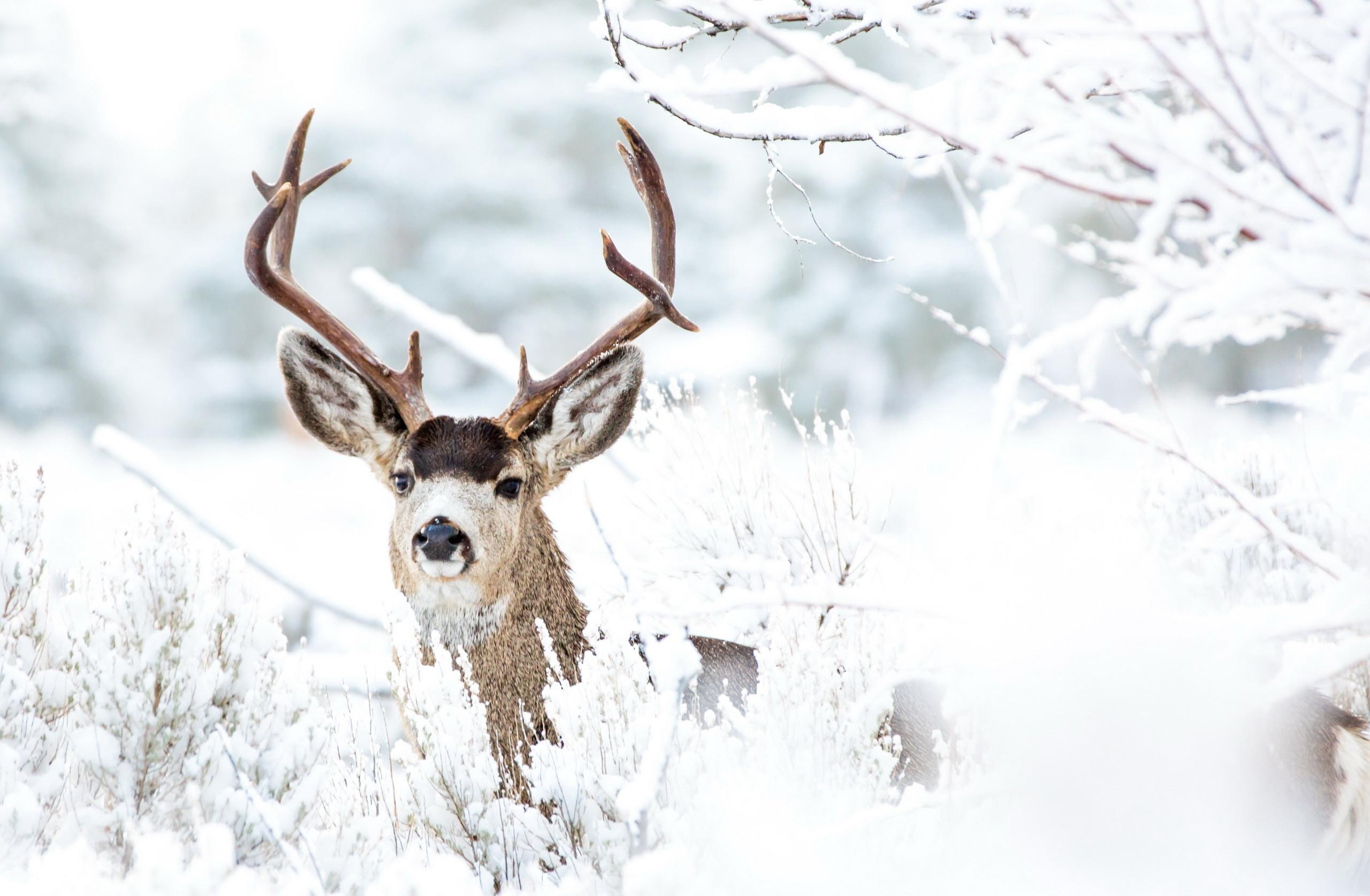 Snowy landscape, Serene deer, Winter wonderland, Nature's marvel, 2560x1680 HD Desktop