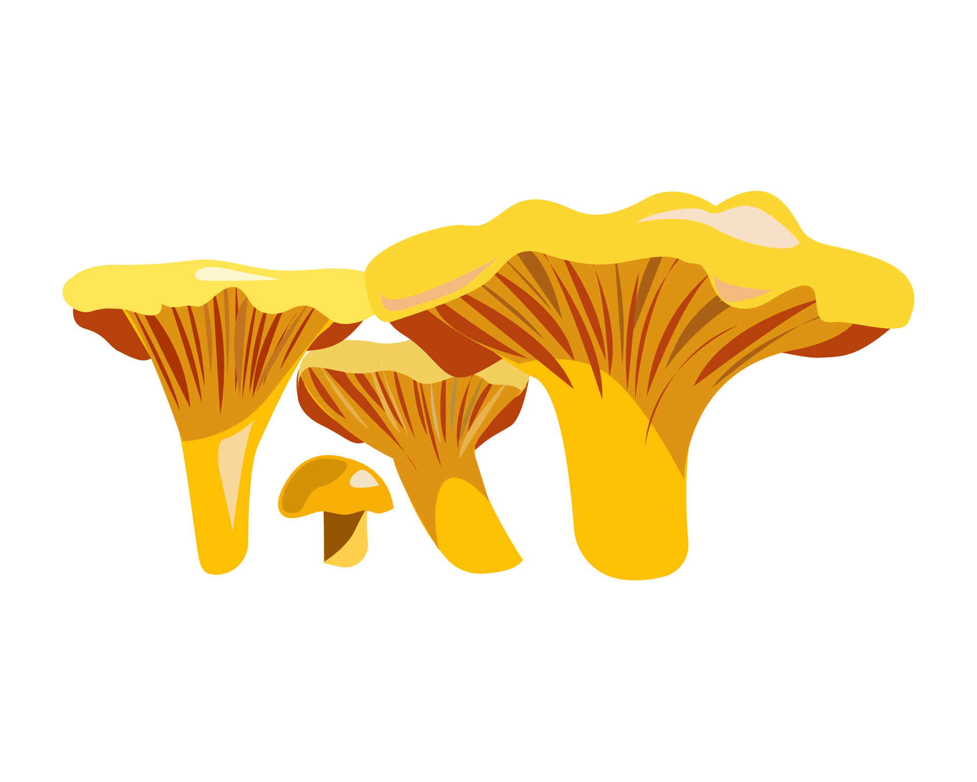 Chanterelle mushrooms, Vector illustration, Artistic depiction, Elegant simplicity, 1920x1540 HD Desktop