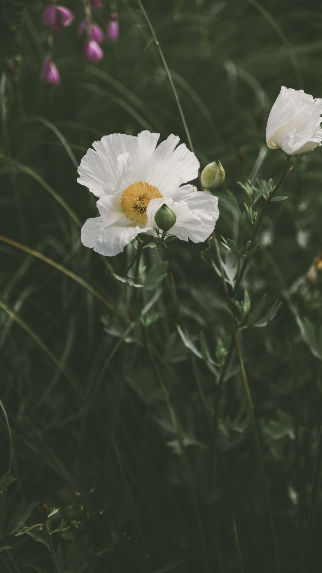 White Poppy, Beautiful flower, Nature's beauty, Retina HD, 1080x1920 Full HD Handy