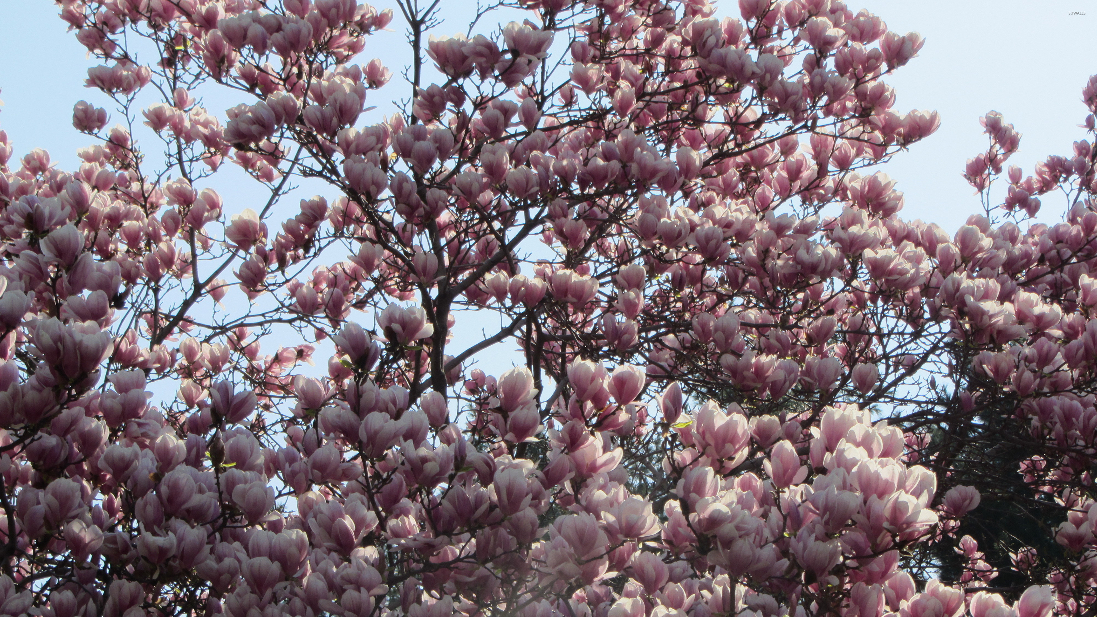 Magnolia's enchantment, Blossoms in full, Nature's artwork, Beautiful flowers, 3840x2160 4K Desktop