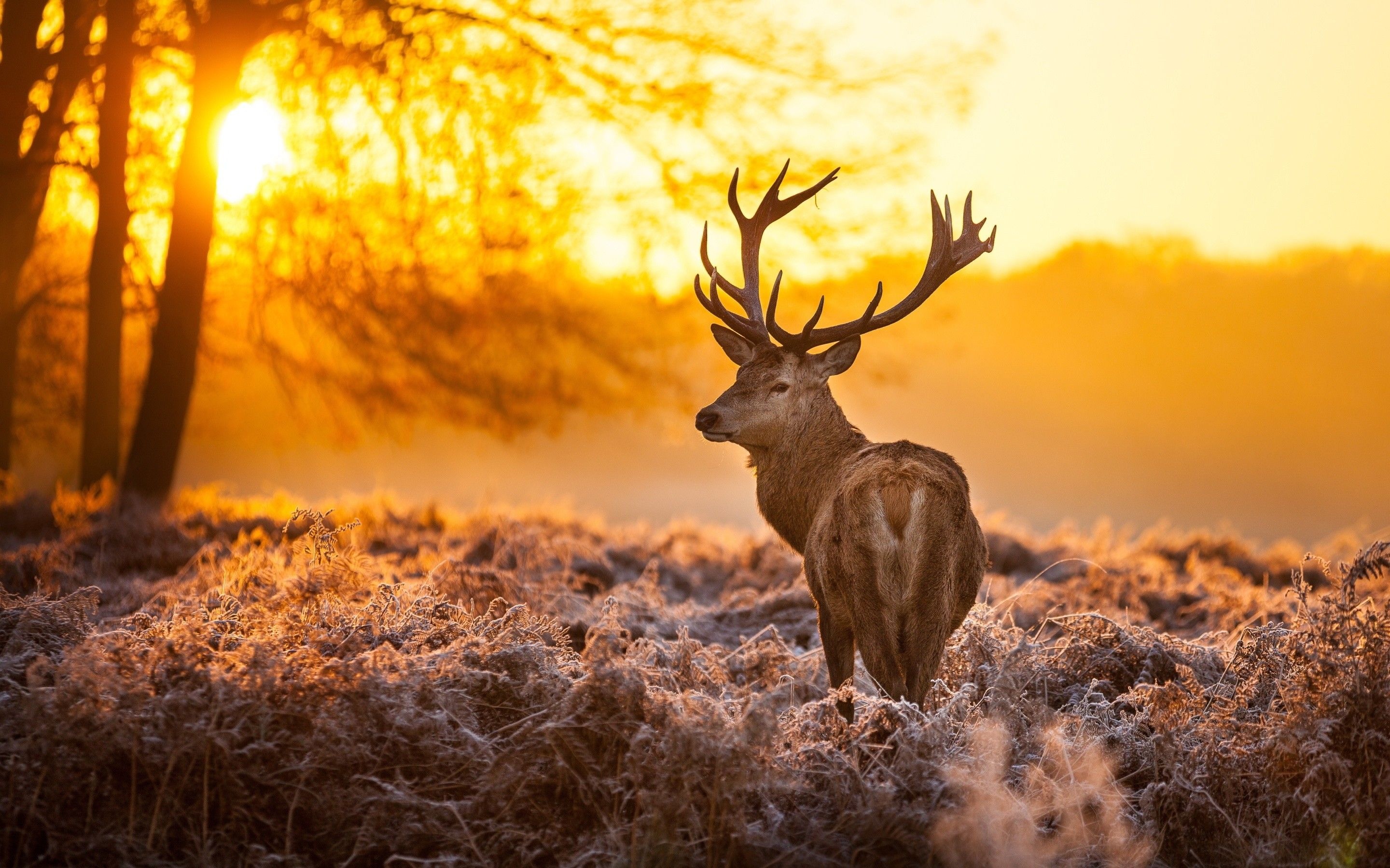 Autumn deer wallpapers, Nature's artistry, Seasonal beauty, Fall colors, 2880x1800 HD Desktop