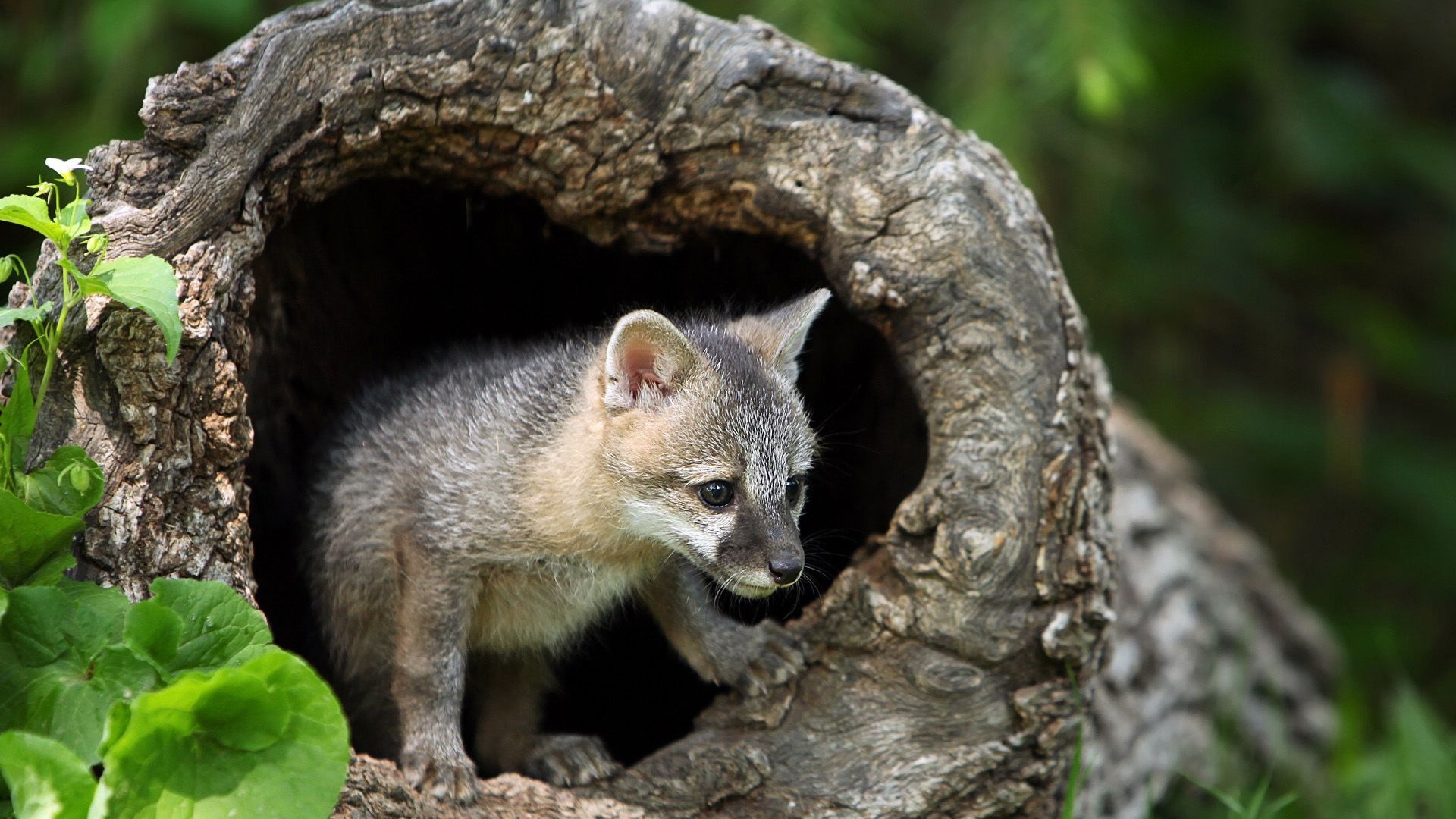 Gray Fox: A fox's den in an old hollow tree, Tree Fox, The species' tree-climbing ability. 1920x1080 Full HD Wallpaper.
