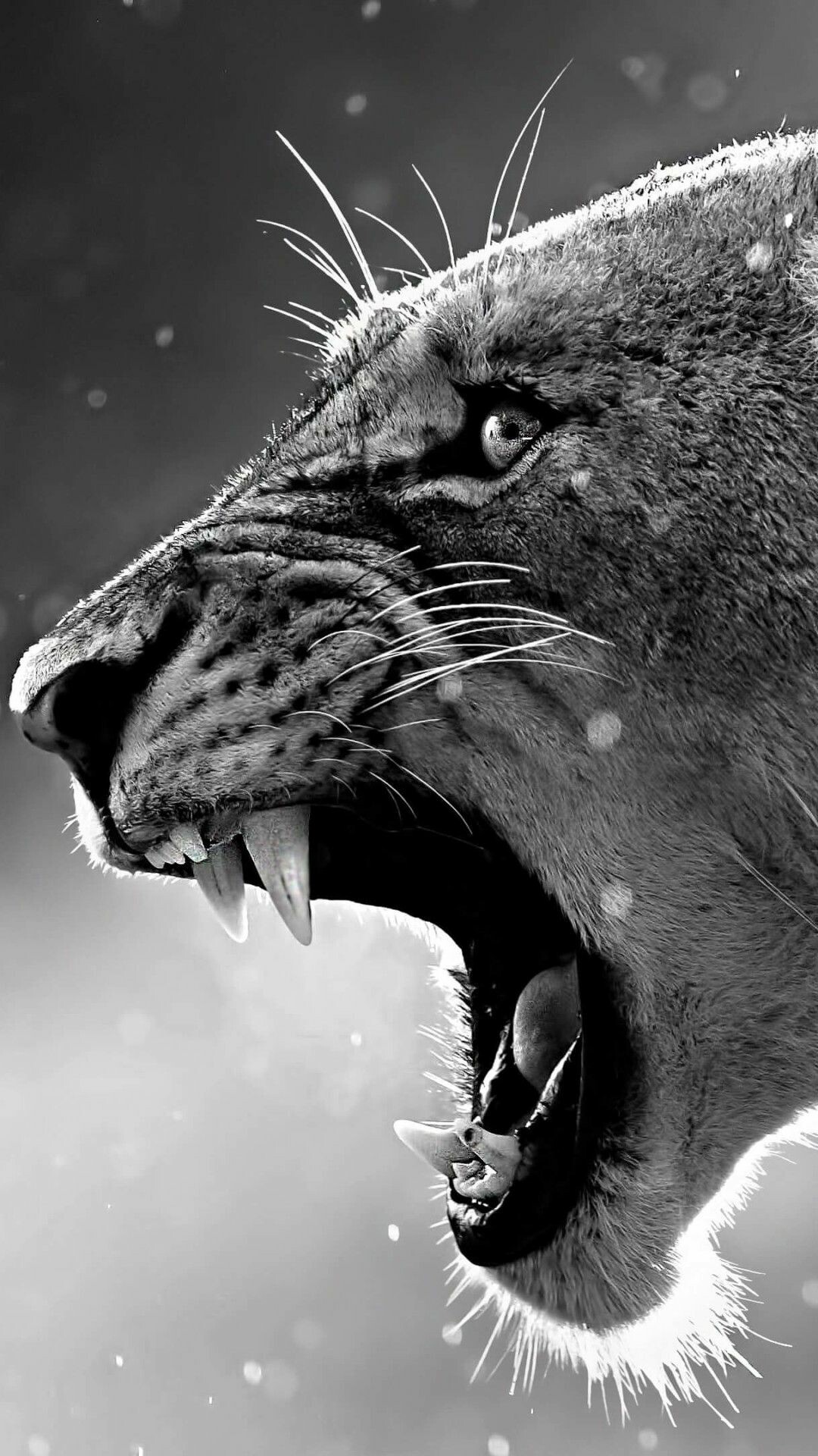Lion: A lion’s roar can be heard up to eight kilometers away, Monochrome. 1080x1920 Full HD Wallpaper.