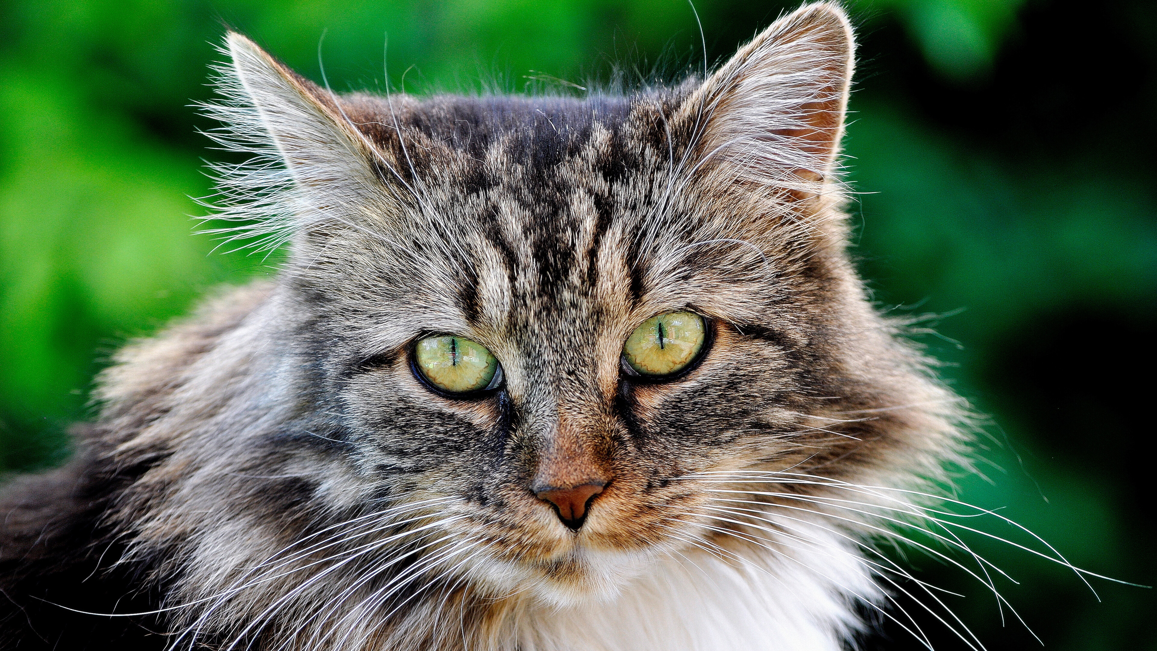 Cat 4K wallpaper, High-resolution image, Beautiful feline, Captivating eyes, 3840x2160 4K Desktop