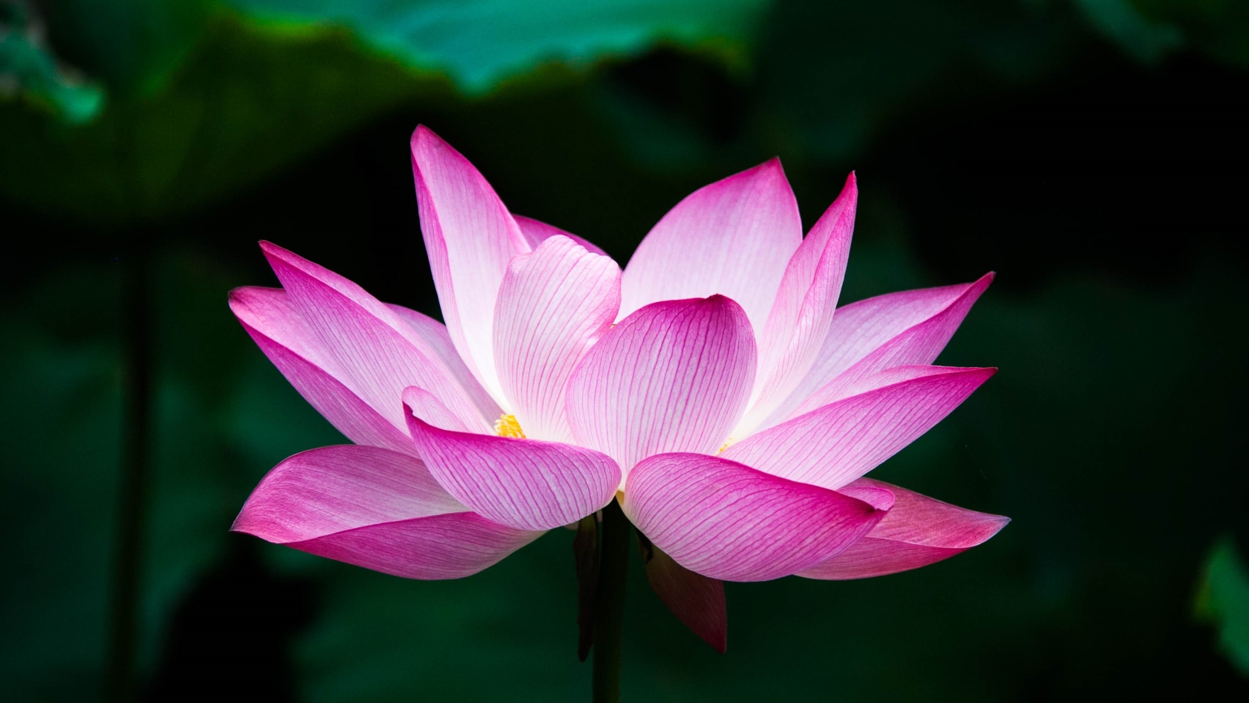 Lotus flower 4K, High-resolution wallpapers, Stunning visuals, Aesthetic appeal, 2560x1440 HD Desktop