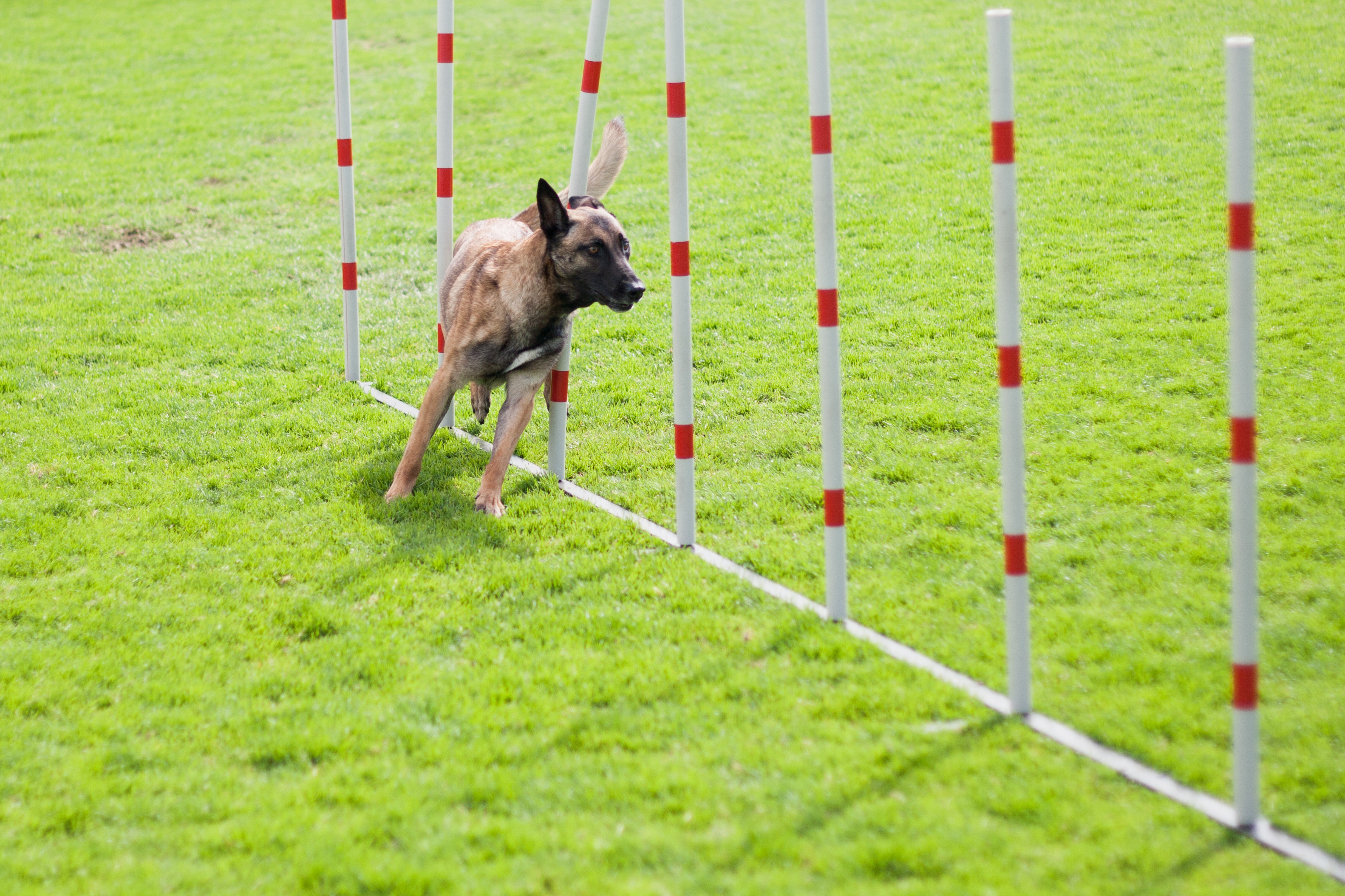 Dog Sports: Bh Examination, Judicial Expert in Canine Training and Behavior. 3170x2110 HD Background.
