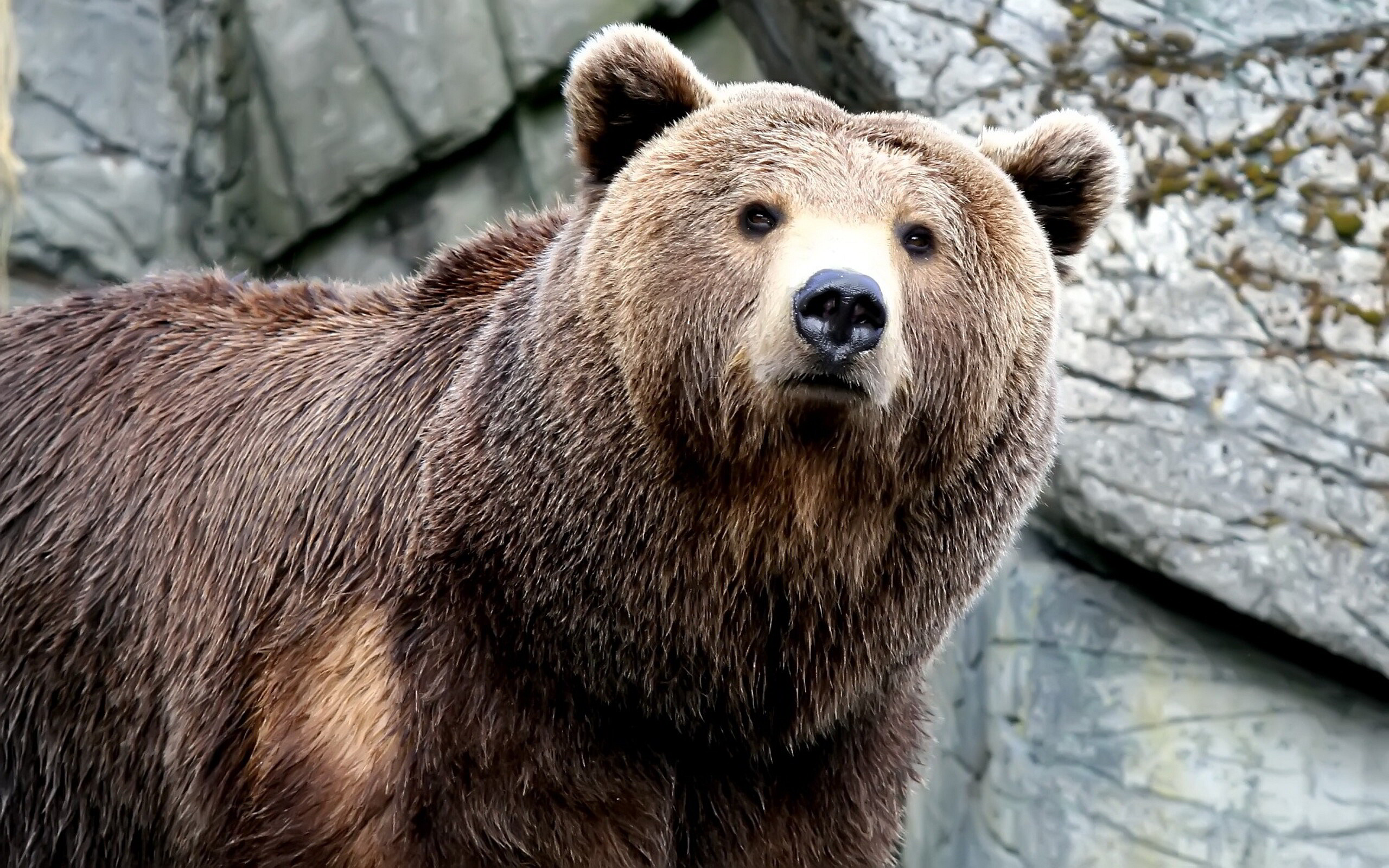 Bear: Mammals, Communicate using body language, sounds and smells. 2560x1600 HD Wallpaper.