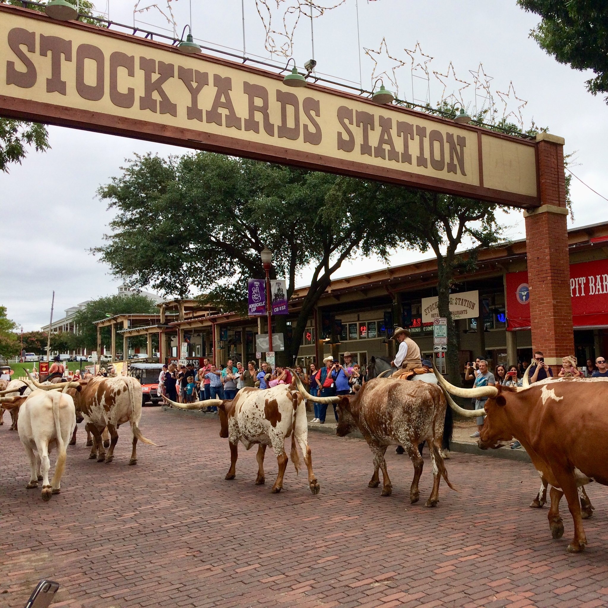 Fort Worth stockyards, Western entertainment, Fun activities, Rodeo experience, 2050x2050 HD Handy