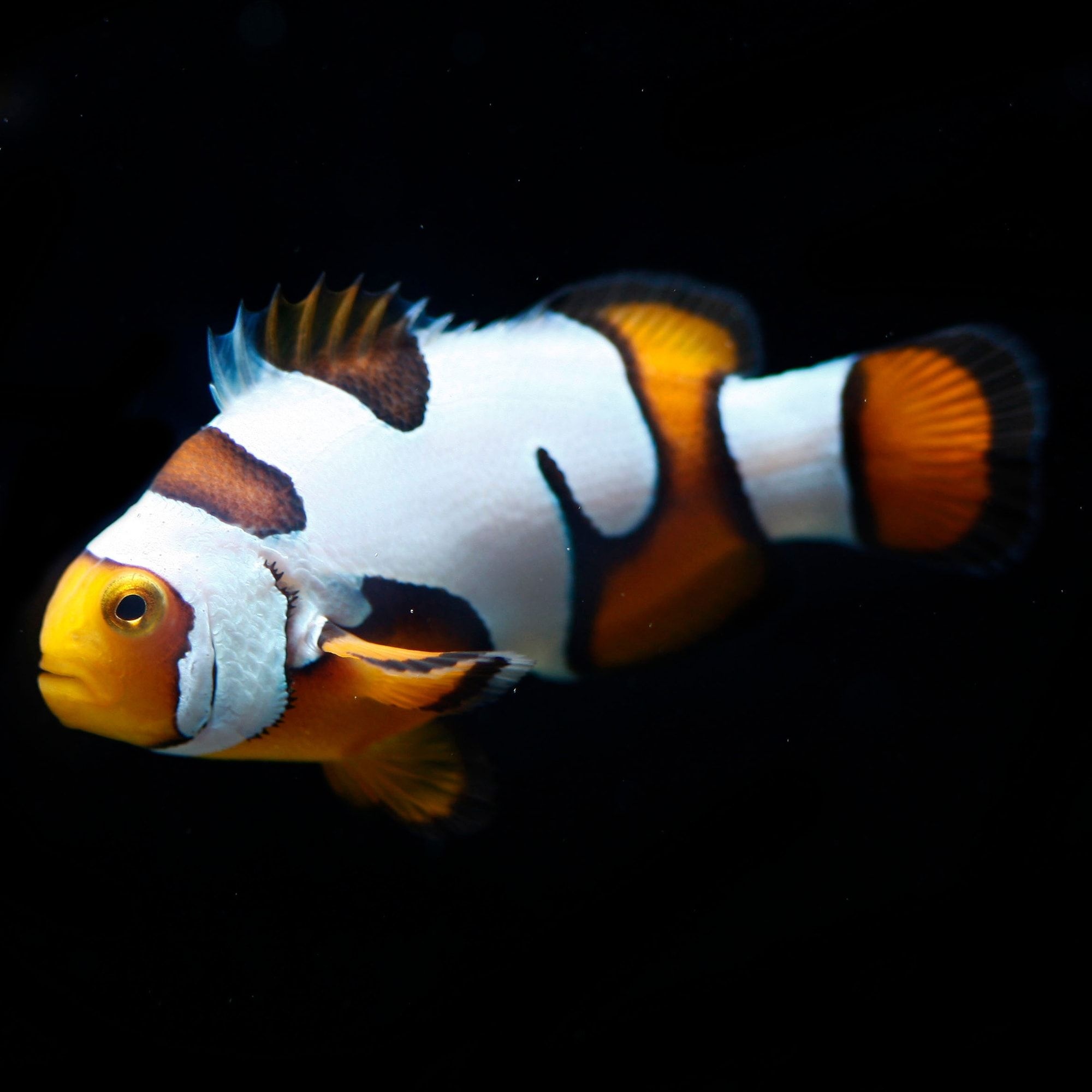 Clownfish, Ideas, Saltwater, Reef, 2000x2000 HD Handy