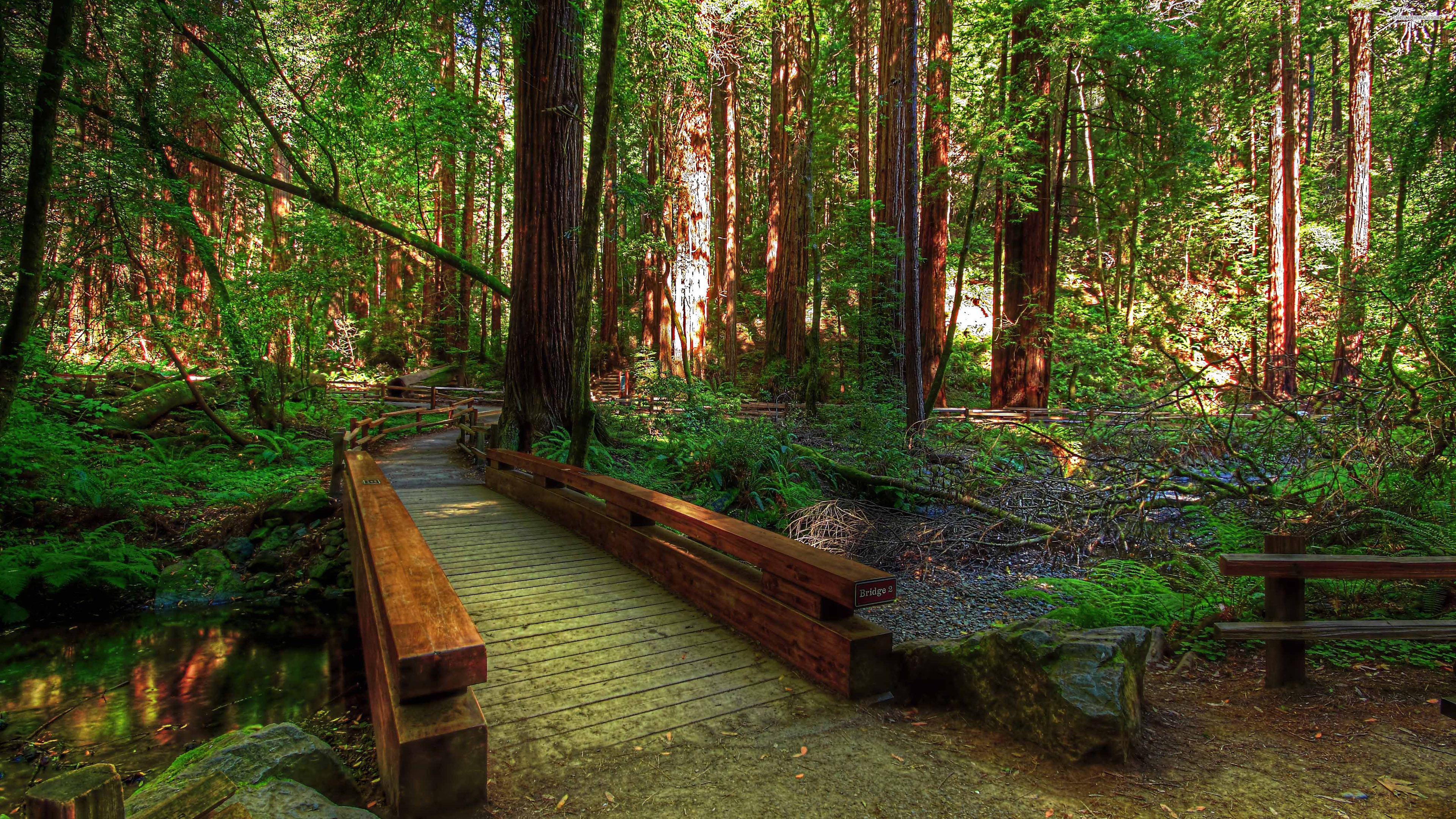 Best forest beauty, Nature's wonderland, Tranquil scenery, Serene landscapes, 3840x2160 4K Desktop