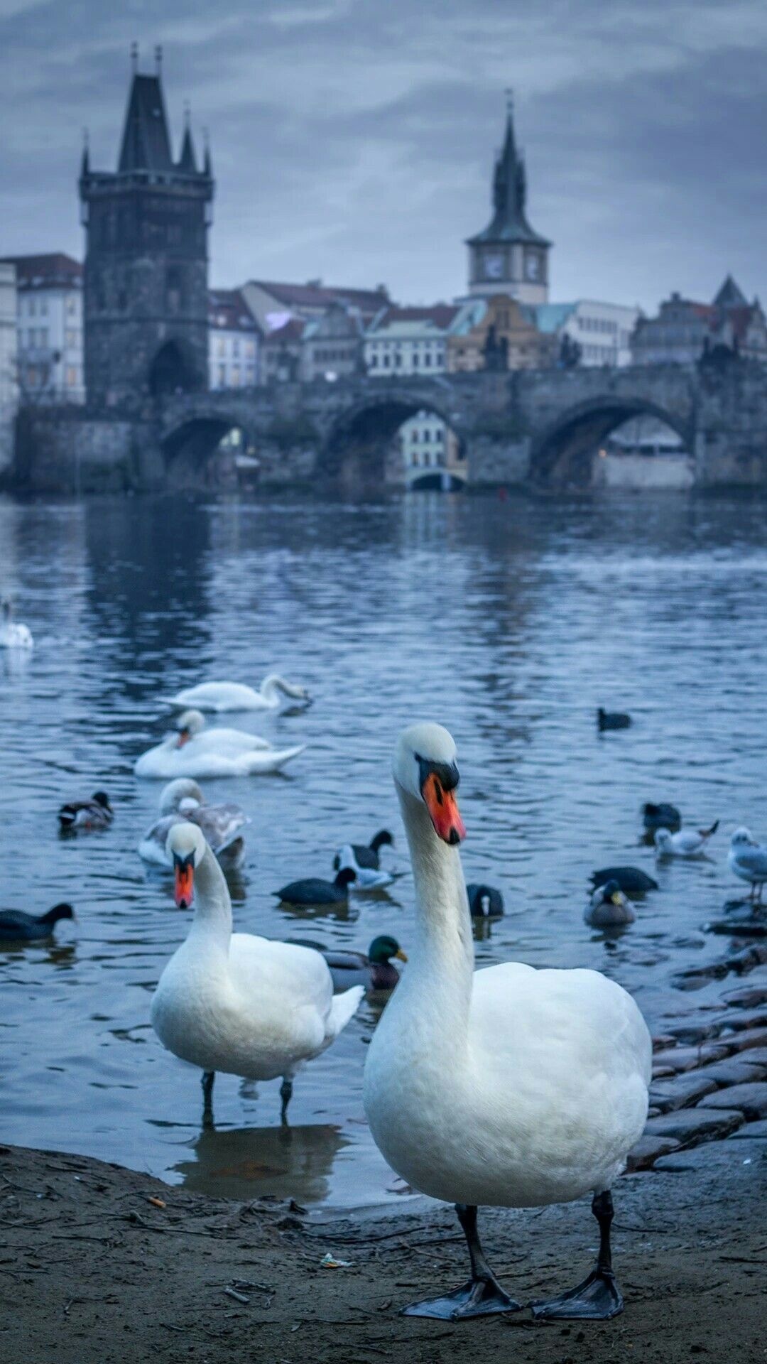 Beautiful pair, Charles Bridge backdrop, Swan's elegance, Captivating background, 1080x1920 Full HD Phone