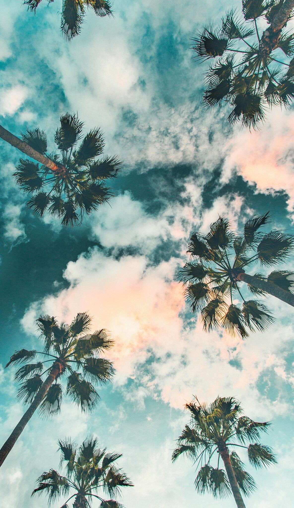 Palm Tree: Trees closely identified with tropical locations and warm-weather spots are closely identified with tropical location. 1190x2050 HD Background.