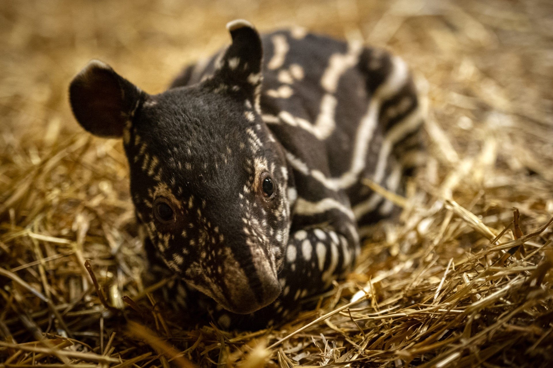 Baby tapir, Zoo Antwerp, Tapir born, Adorable, 1920x1280 HD Desktop