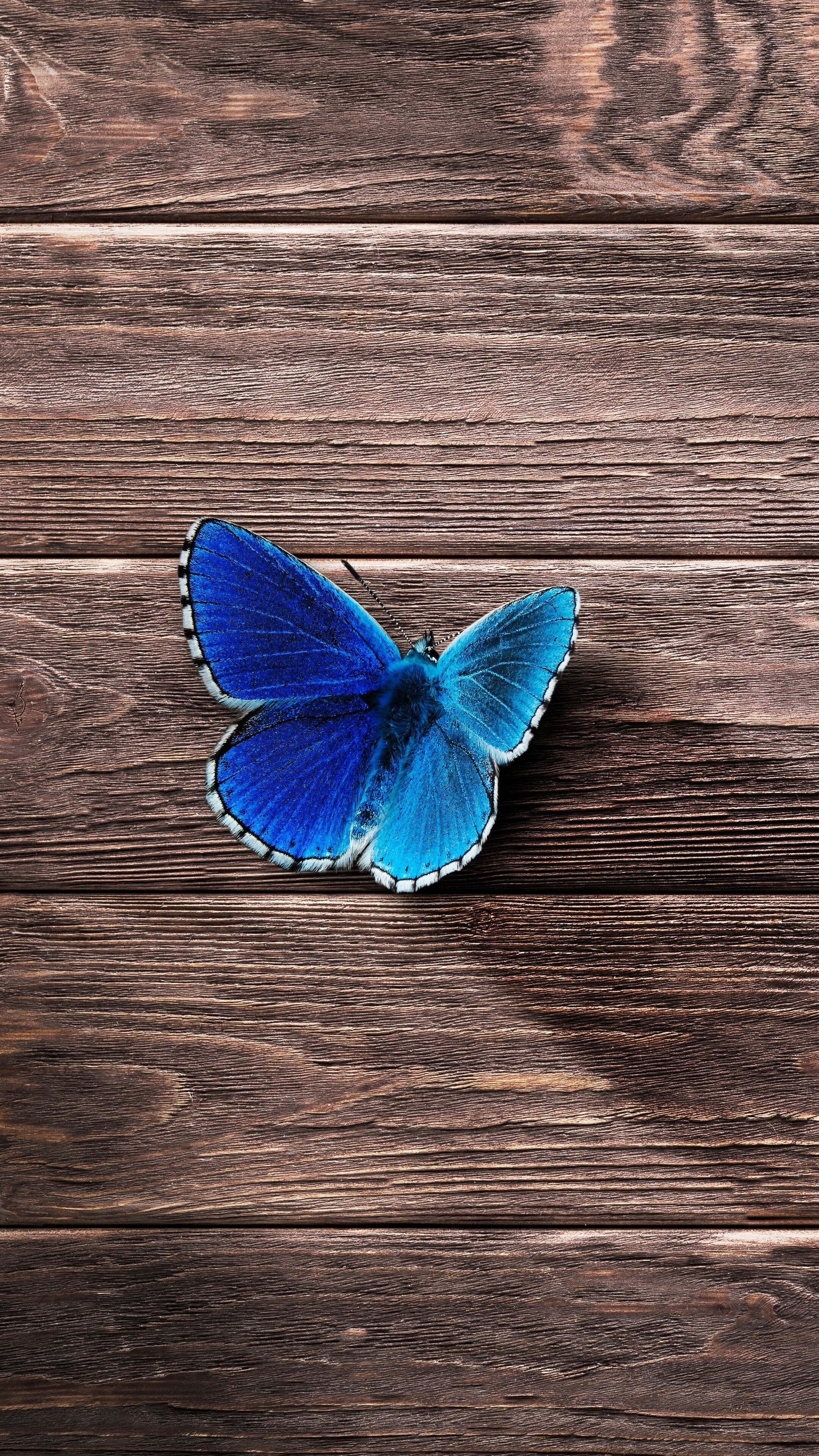 Butterfly: Butterflies have a four-stage life cycle, as like most insects they undergo complete metamorphosis. 2160x3840 4K Background.