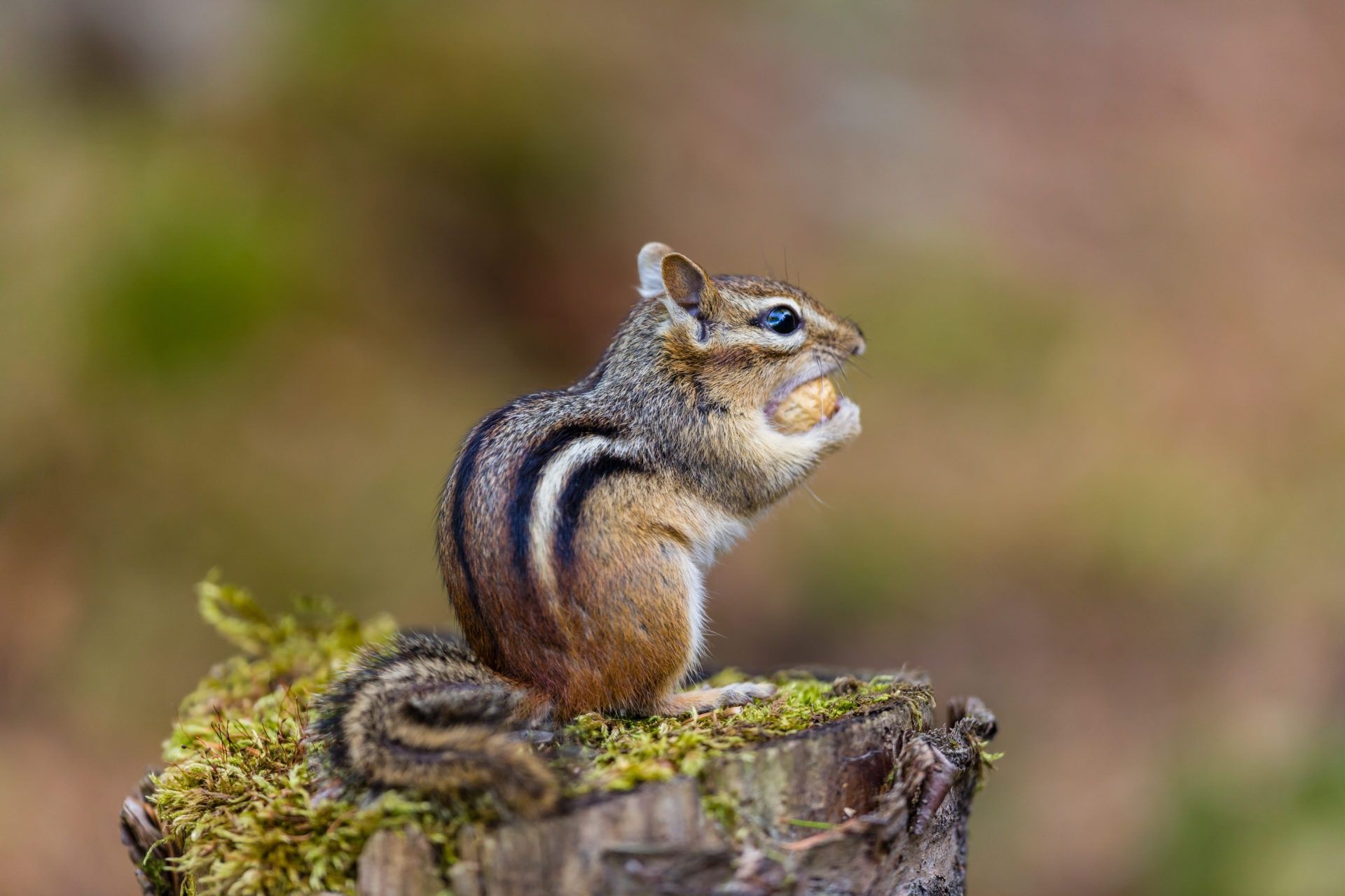 Chipmunk: Small rodents, usually measuring around 5 to 6 inches in length. 1920x1280 HD Wallpaper.
