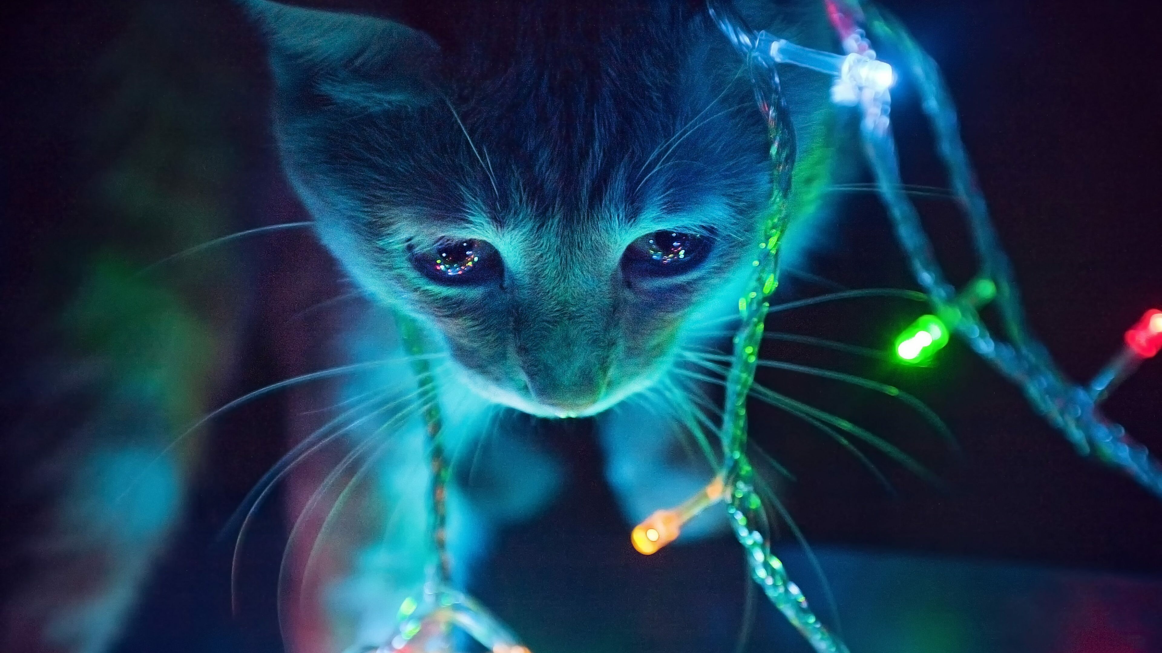 Cute cat with blue lights, Magical ambiance, Whimsical charm, Mesmerizing glow, 3840x2160 4K Desktop