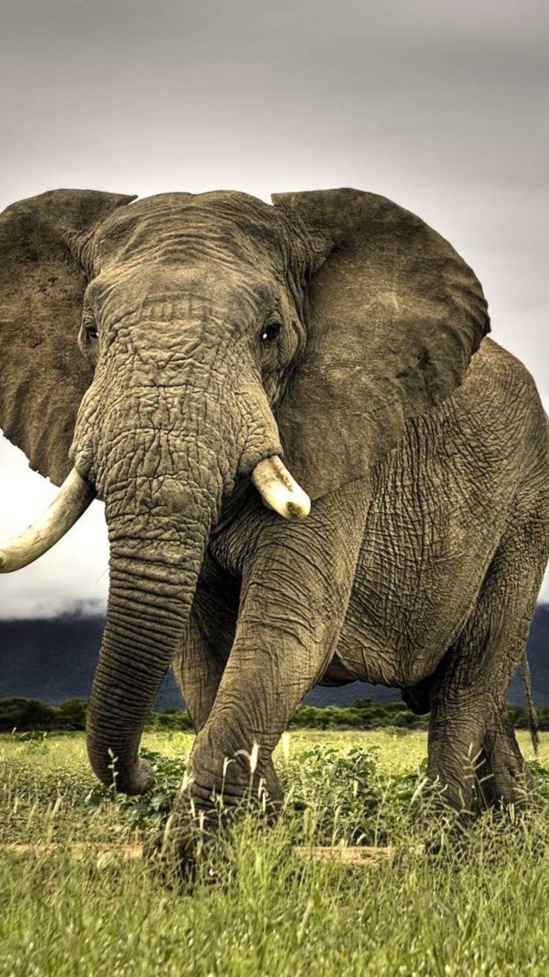 Elephant: African elephants are the largest land animals on Earth. 1080x1920 Full HD Wallpaper.