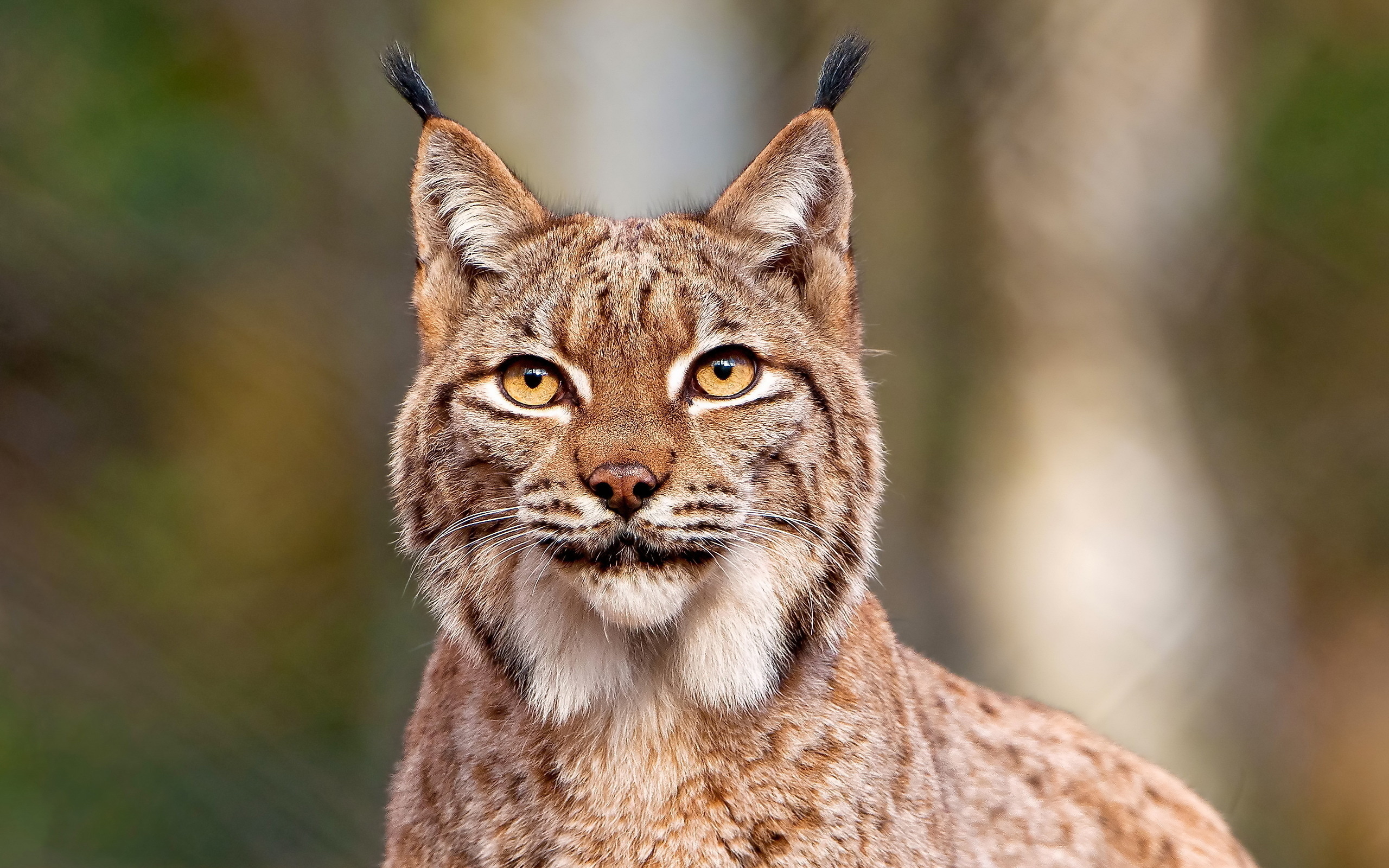 Red Lynx, Lynx 4K wallpaper, Background image, Animals, 2560x1600 HD Desktop