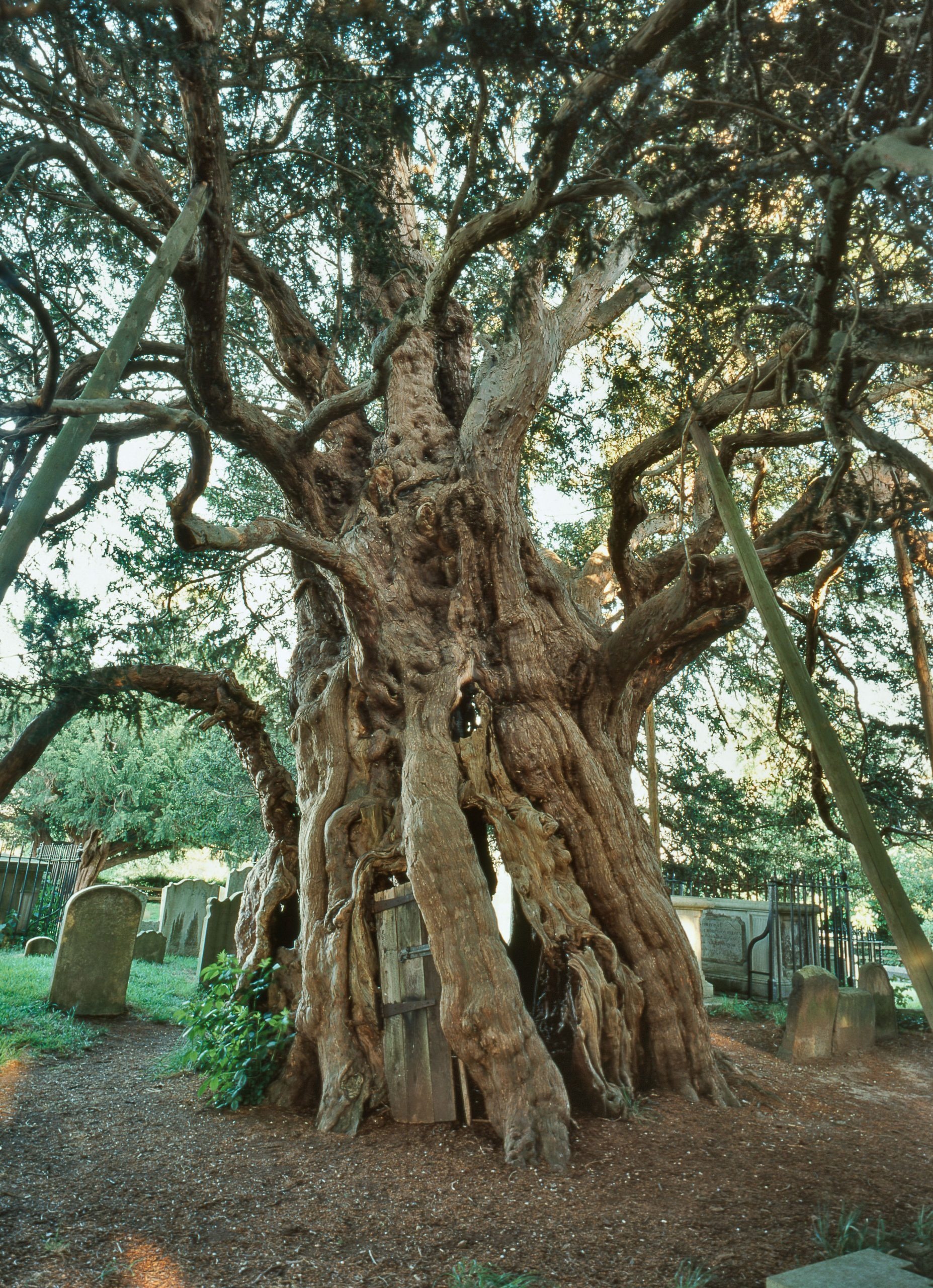 Brief history, Britain's ancient yews, Yew tree, 1860x2560 HD Handy