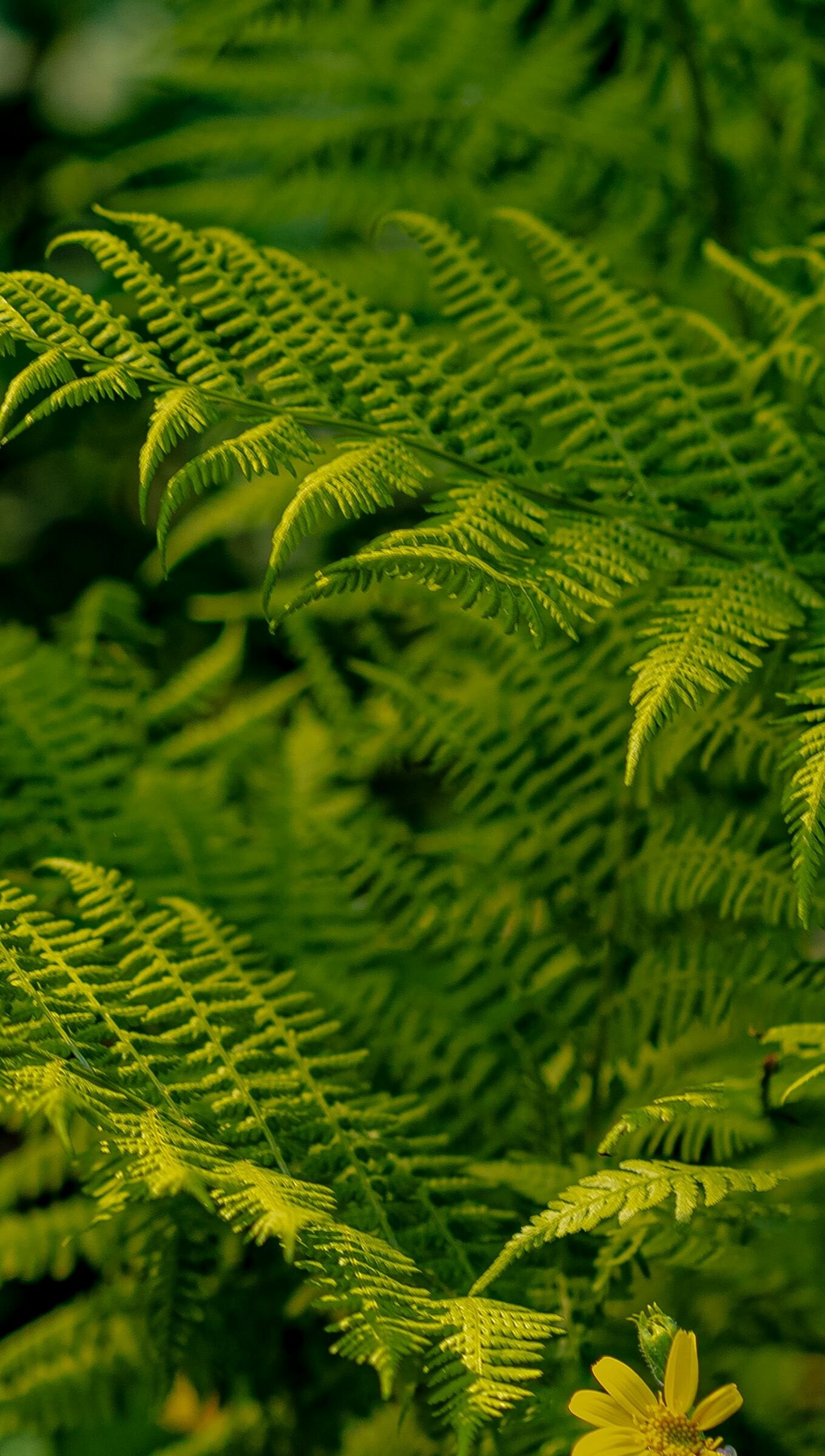 Leaves: Fern leaf, Organic, Terrestrial plant. 1360x2400 HD Background.