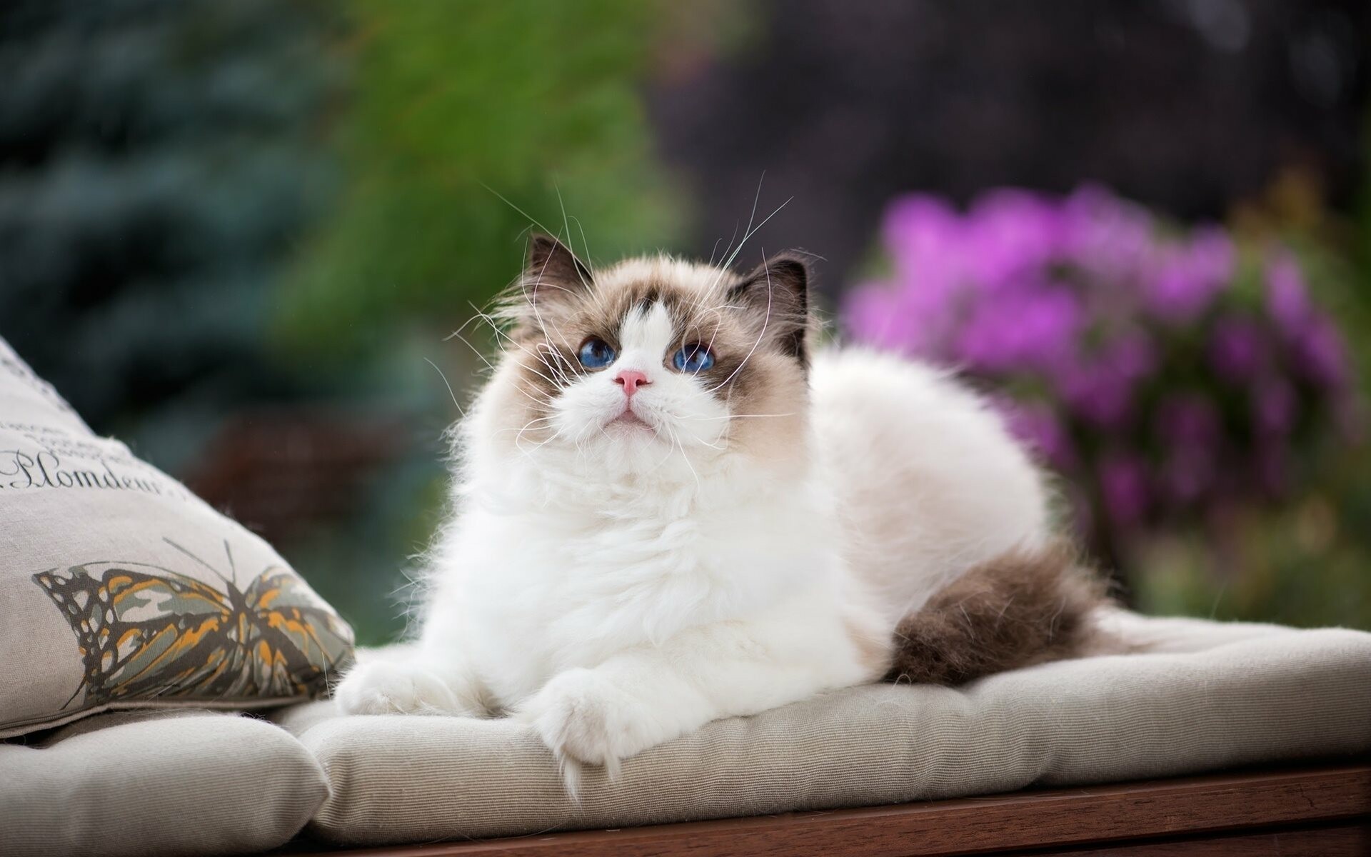 Ragdoll: These cats are fluffy, affectionate and playful, with large blue eyes and a keen brain. 1920x1200 HD Wallpaper.