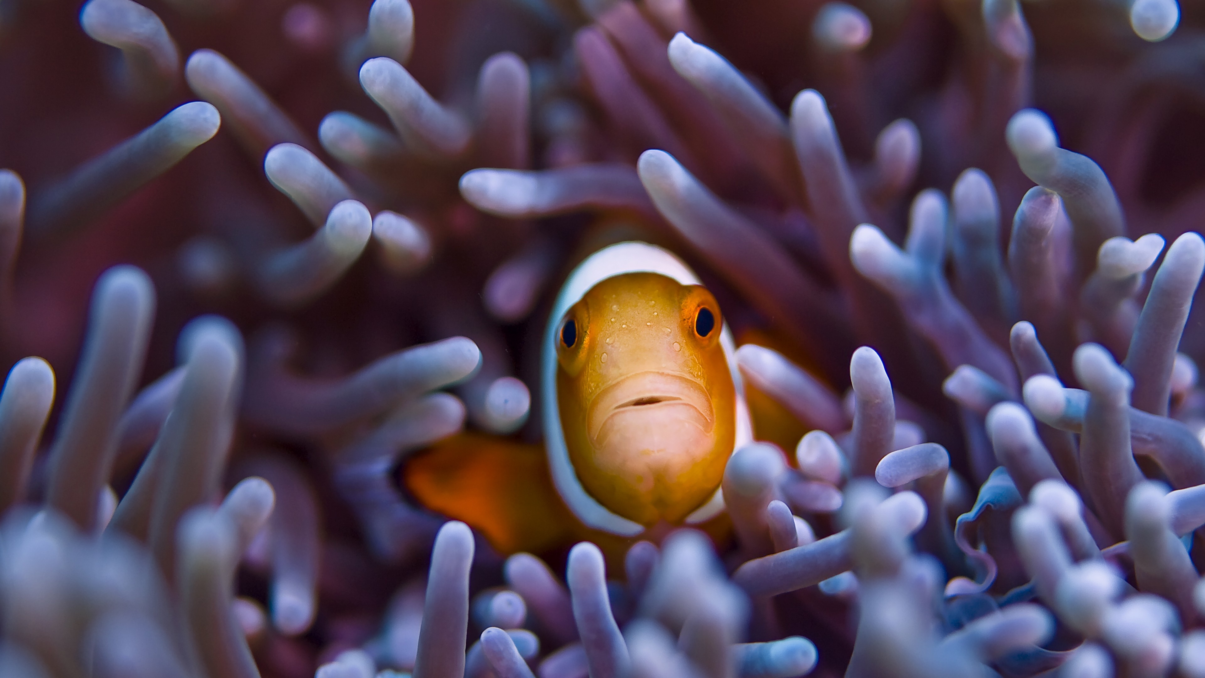 Vibrant clownfish wallpaper, Gili Island beauty, Underwater diving, Orange sealife wonder, 3840x2160 4K Desktop