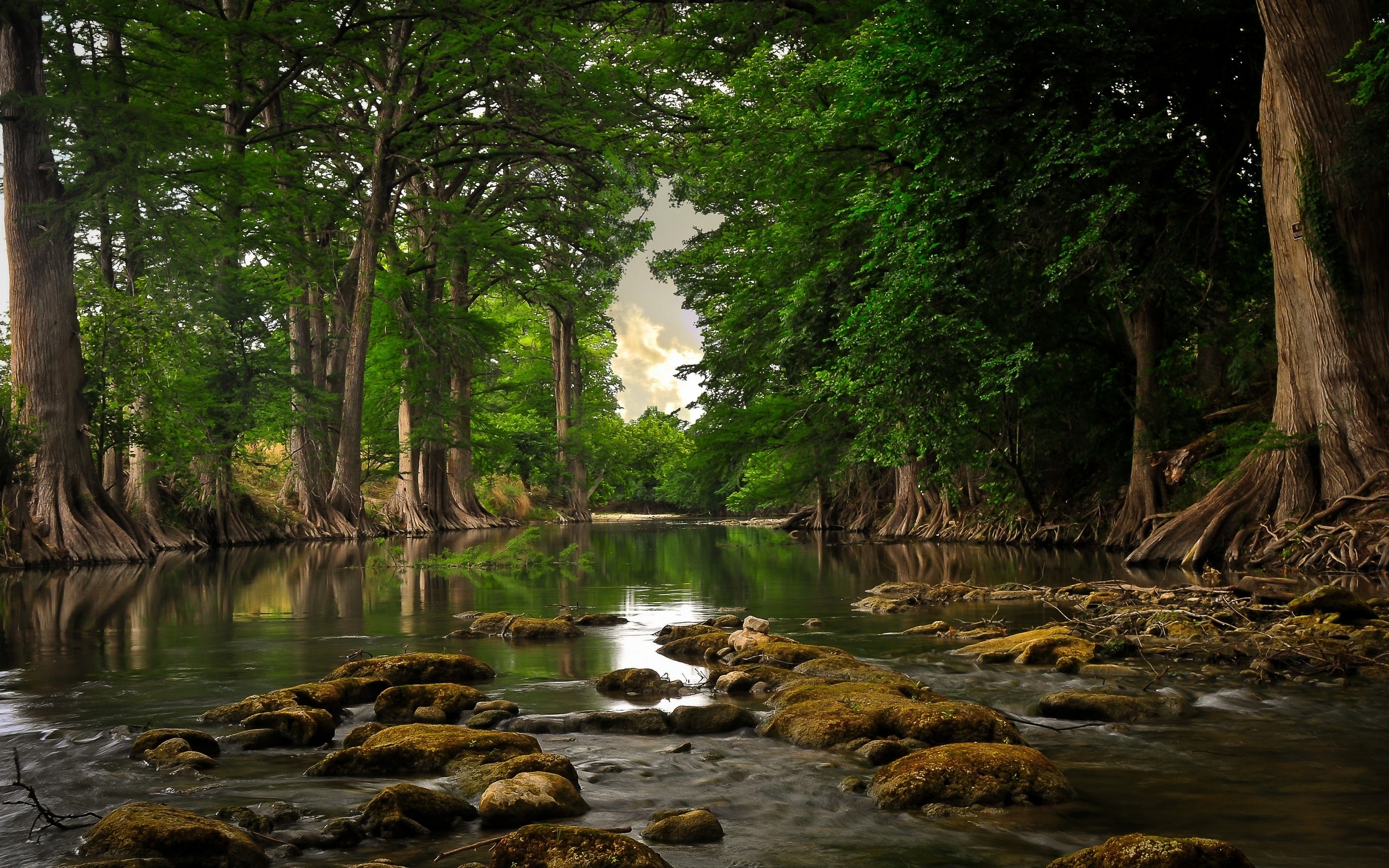 Daintree National Park, Downloadable content, Rainforest wallpapers, Nature at its best, 2560x1600 HD Desktop