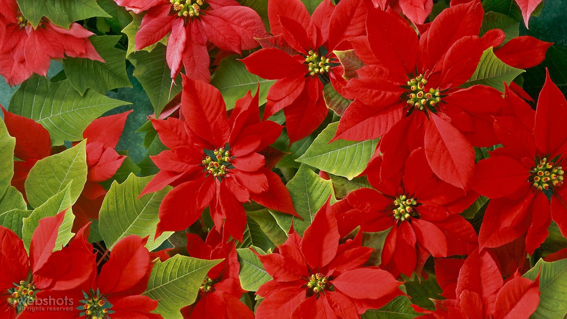 Poinsettia: Attractive house plants with dark green leaves and leafy red 'bracts' that surround the green-yellow flowers in December and January. 1920x1080 Full HD Wallpaper.