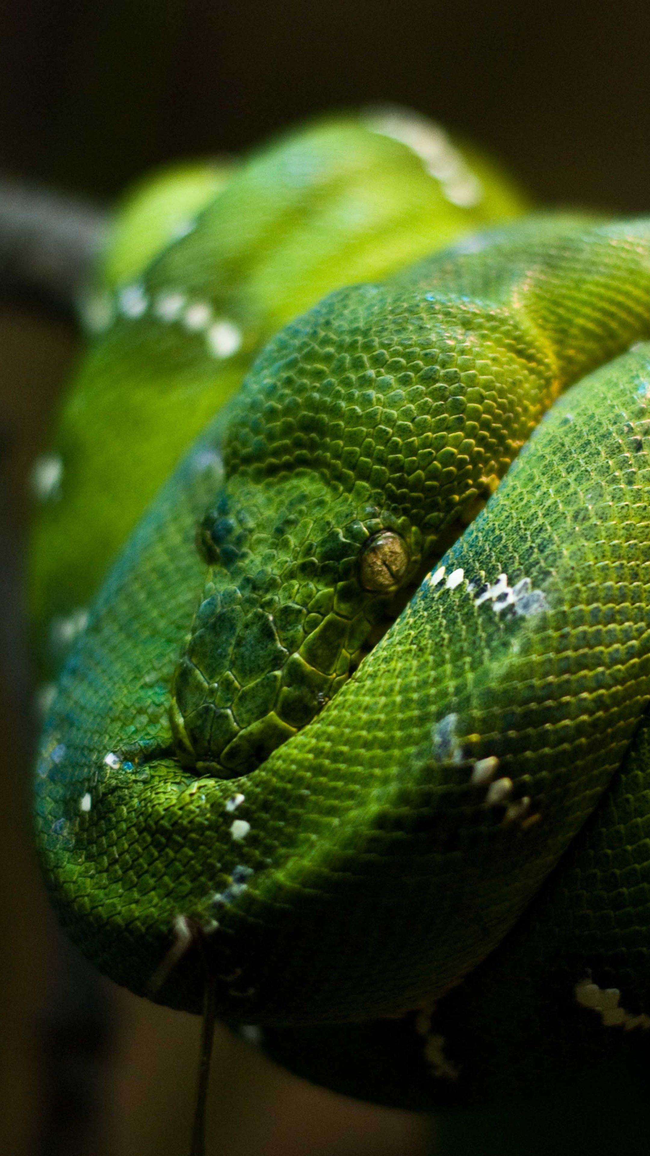 Singapore zoo, Emerald green snake, Close-up shot, Animal eyes, 2160x3840 4K Phone
