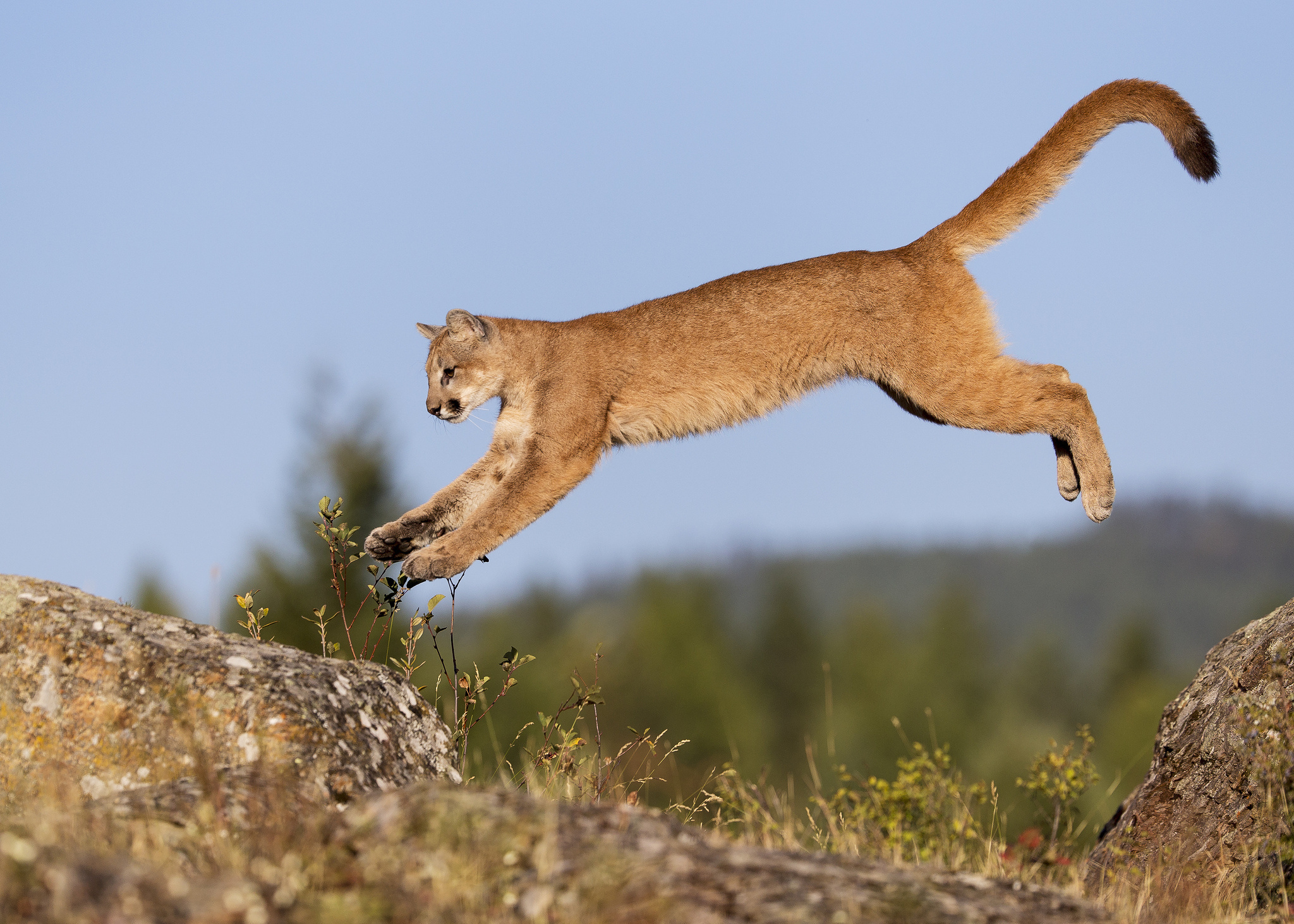 Cougar, Powerful feline, Silent stalker, Natural habitat, 2050x1470 HD Desktop
