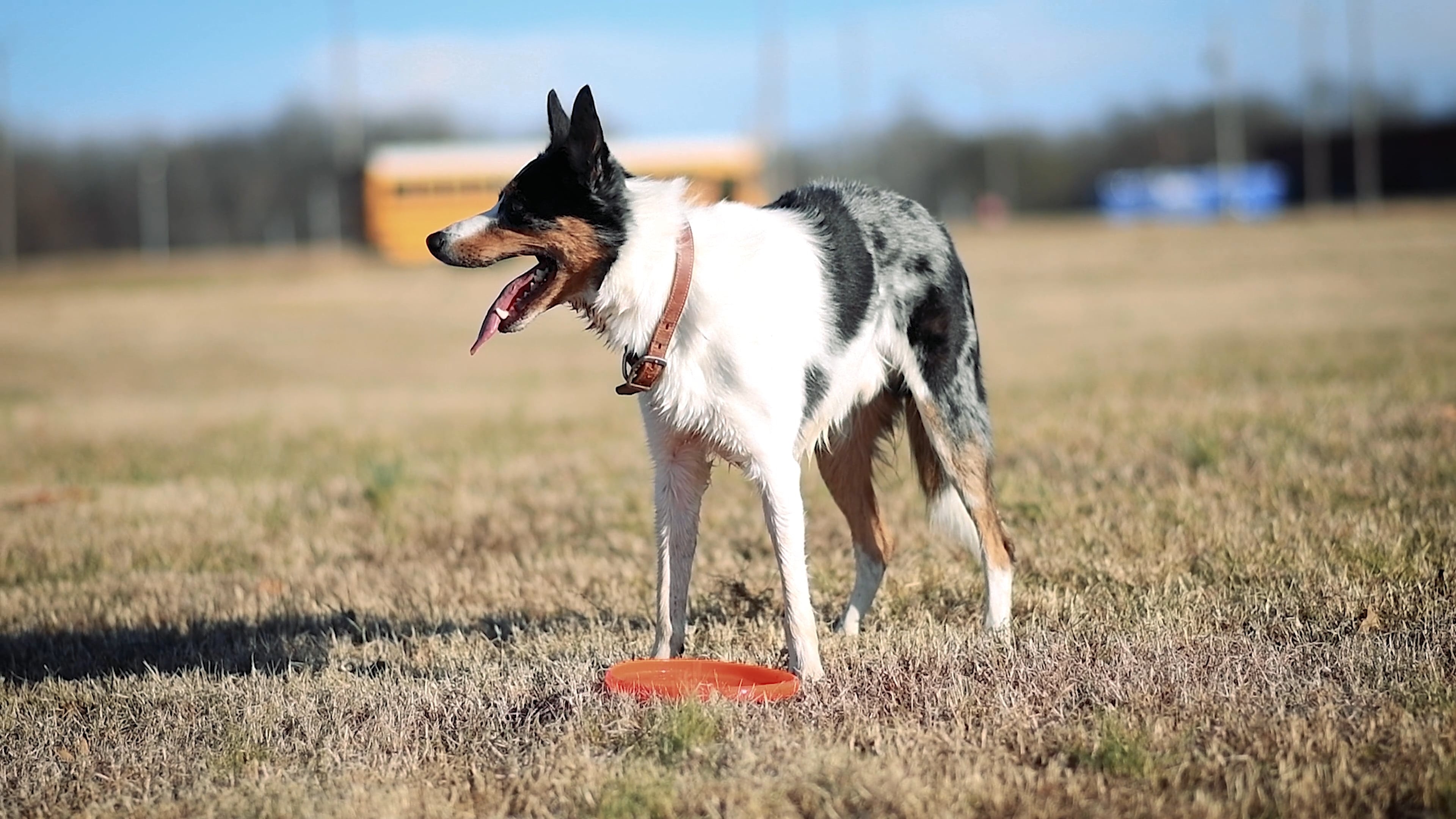 Dog Sports: Dog Catching a Frisbee, Disc Dog, Championship Series. 3840x2160 4K Wallpaper.