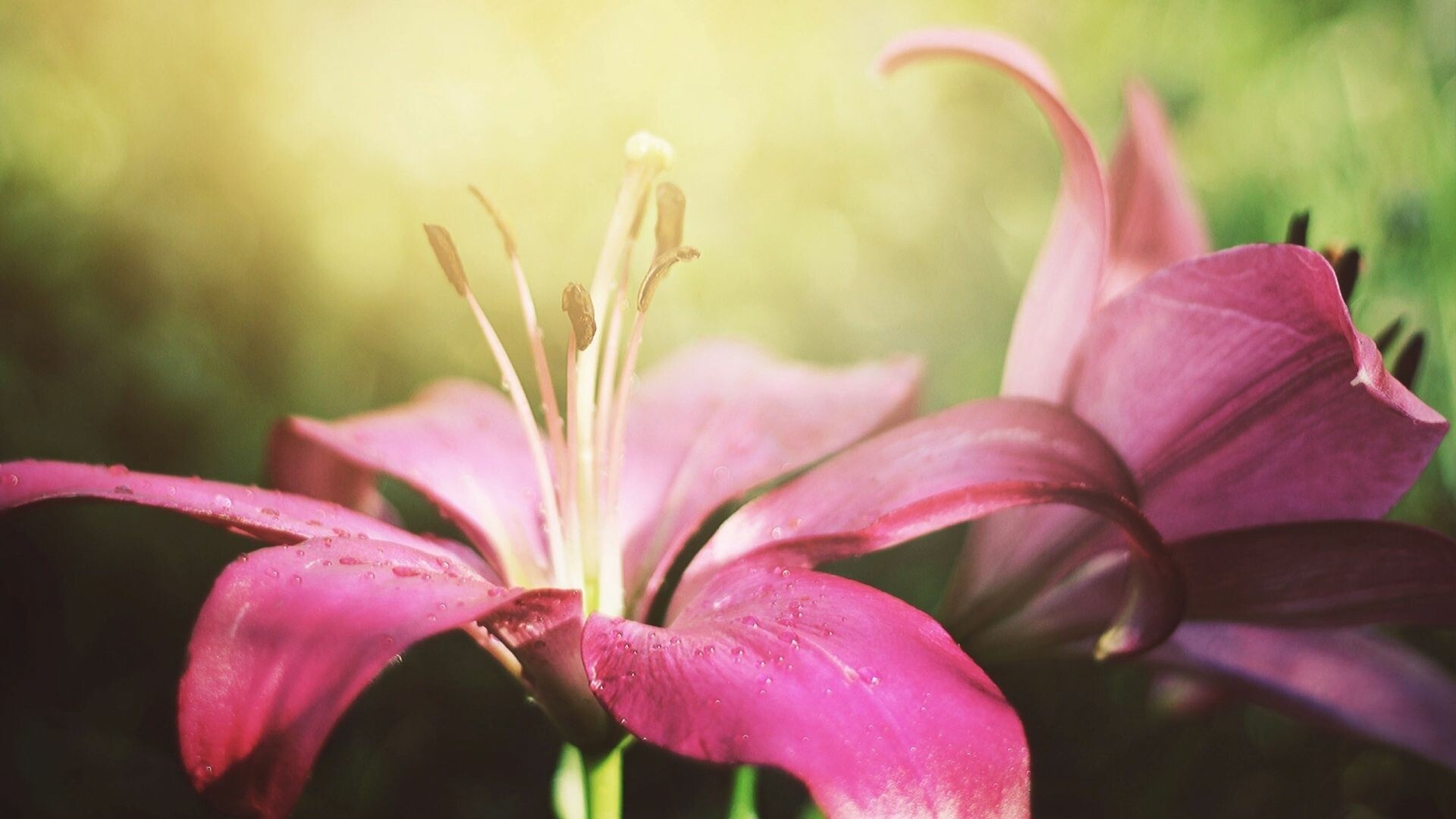 Lily: Renowned for their large, dazzling flowers and strong, sweet scent, lilies are equal parts elegance and flamboyance. 1920x1080 Full HD Wallpaper.
